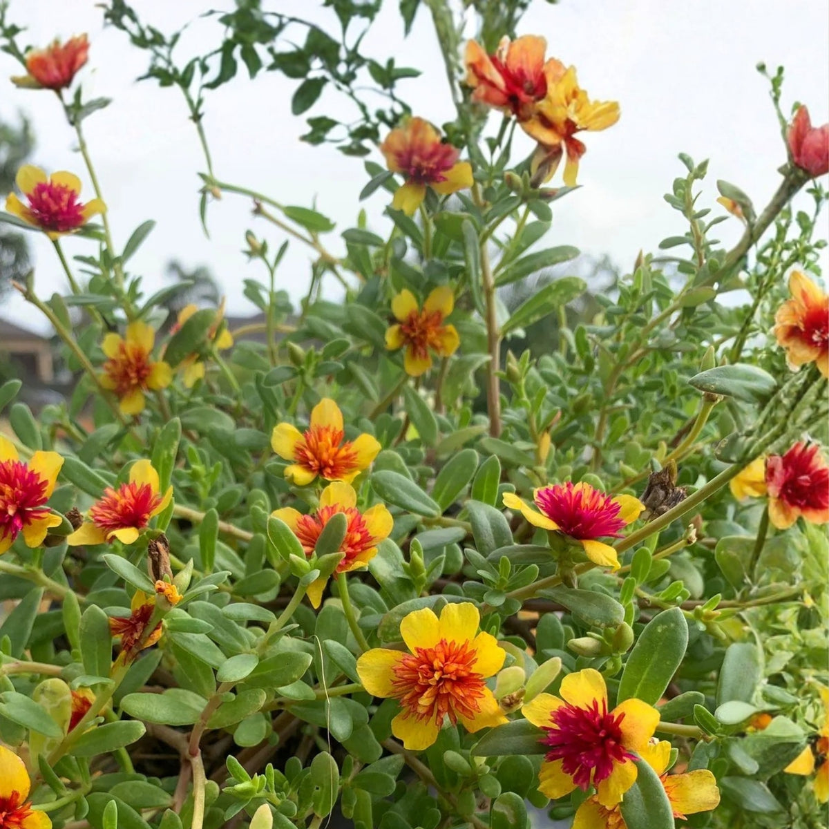 Moss Rose Plant 6" Pot Double Guava - Colorful Drought-Tolerant Annual with Yellow-Pink Flowers - Portulaca oleracea