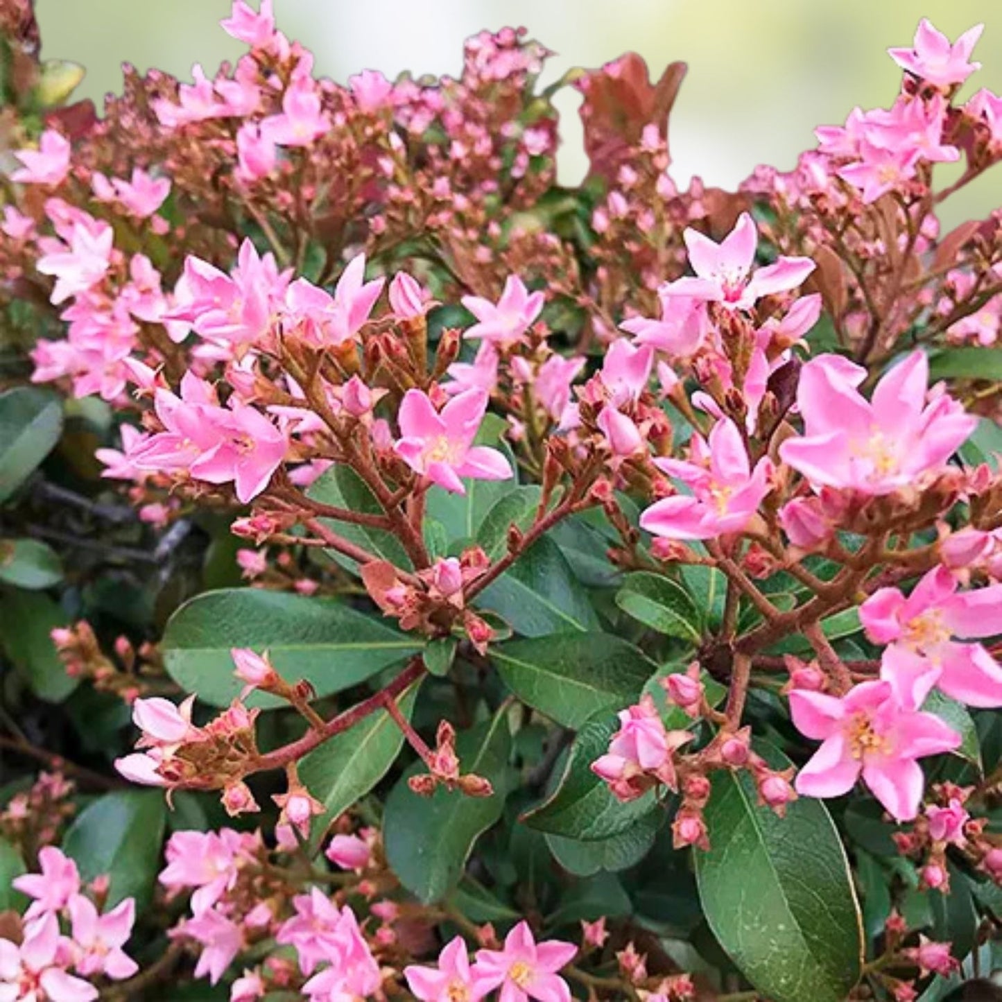 Pink Dancer Indian Hawthorne 6" Live Plant Cuttings - Rhaphiolepis indica Shrub for Garden Landscape