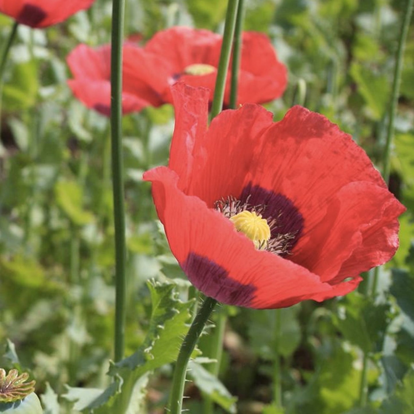 Poppy Flower Seeds 50 Count - Turkish Tulip Variety - Papaver somniferum - Ornamental Garden Flower Seeds