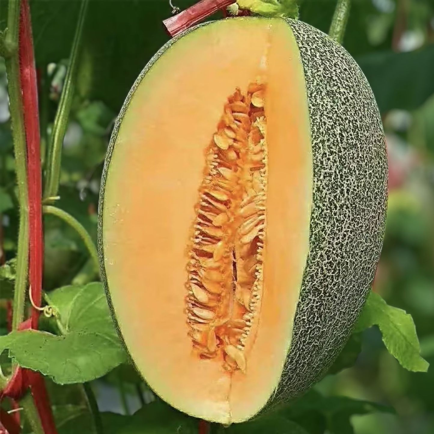 Melonade Cantaloupe Seeds for Planting, 10 Seeds, Sweet Melon Variety, Cucumis melo