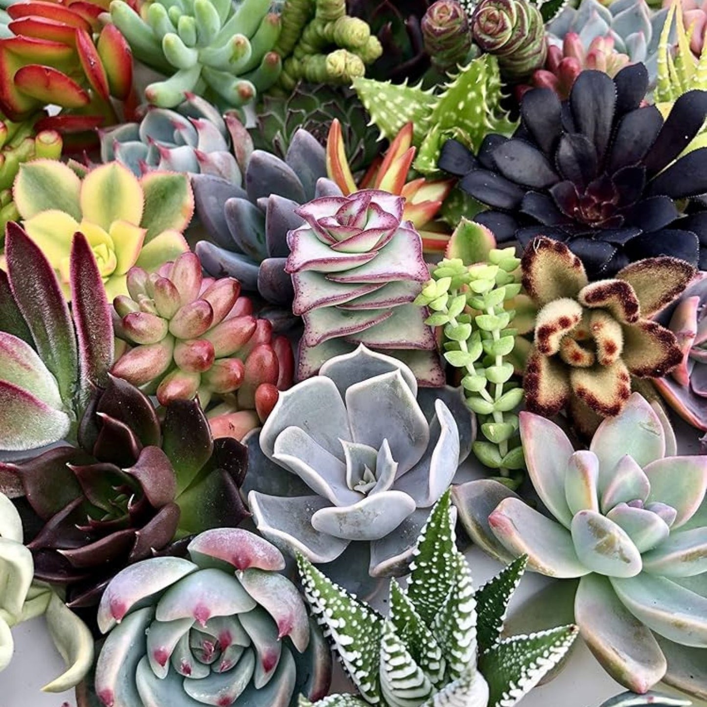 Succulent Plant Leaves for Propagation – Assorted Varieties + Bonus Leaves Gift – DIY Plant Propagation Supplies