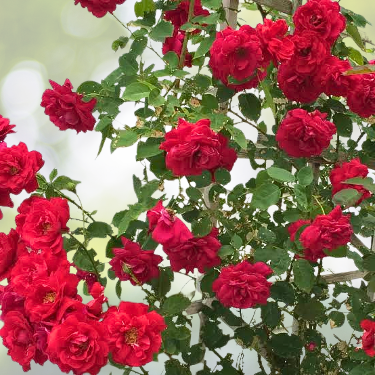 20pcs Red Climbing Rose Seeds - Rare Non-GMO Heirloom Variety - Rosa spp.