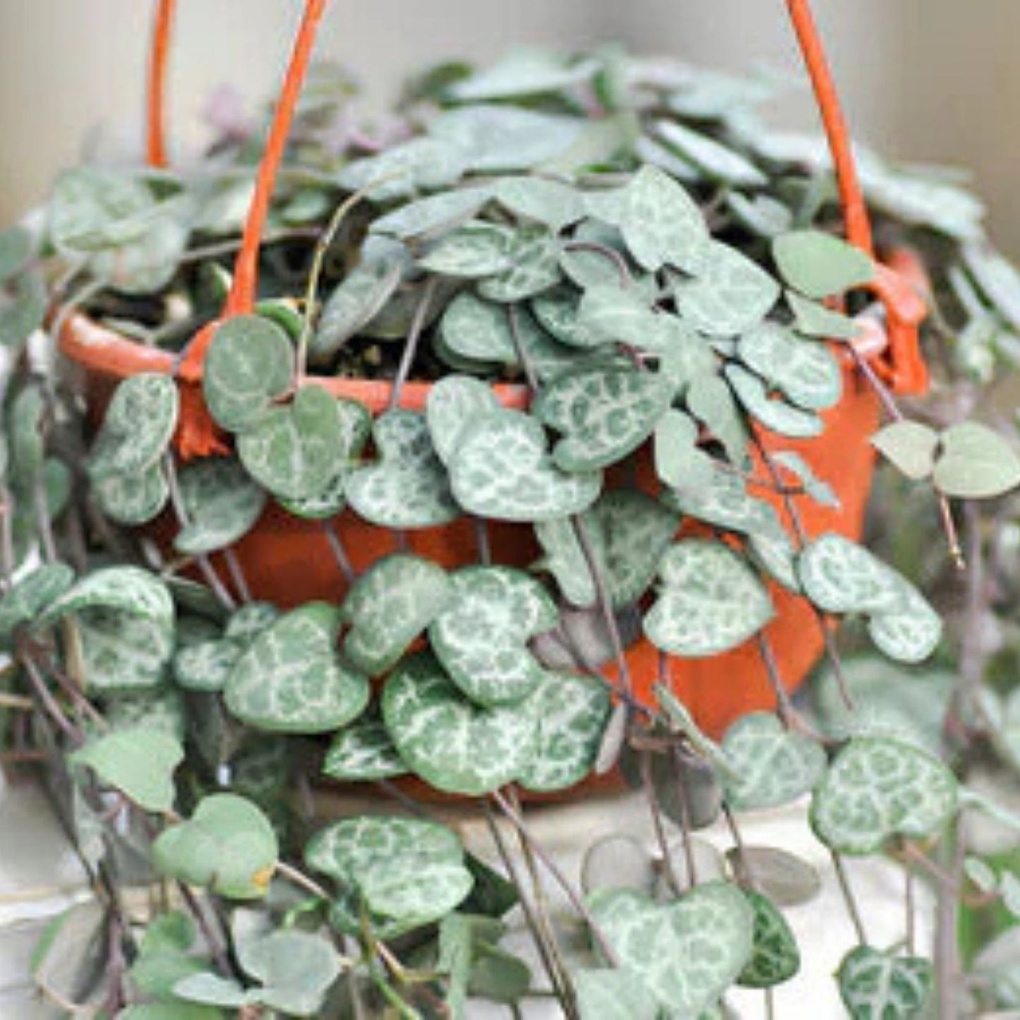 String of Hearts Cuttings 6" Propagated and Rooted - Ceropegia woodii - Indoor Plant, Succulent, Houseplant, Easy Care