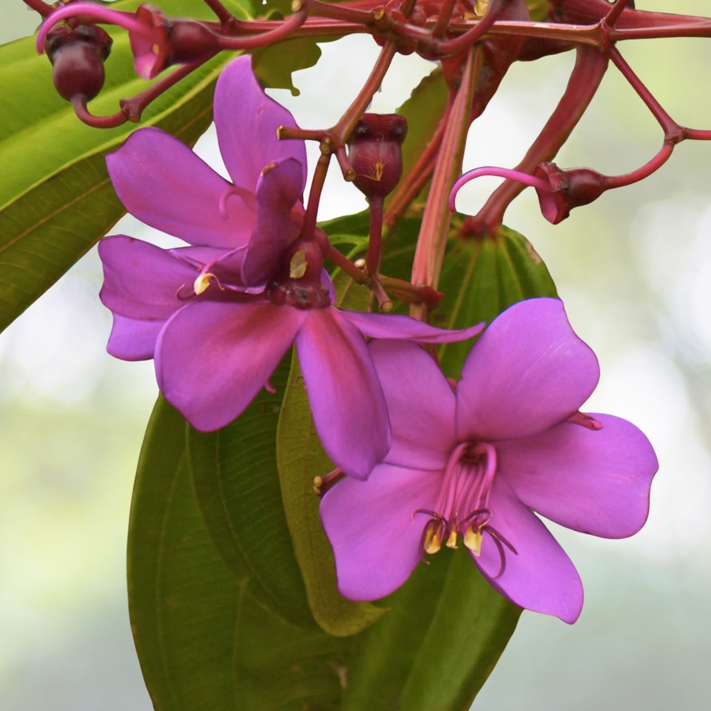 Rare Tropical Meriania Seeds - Motley Meriania {Meriania nobilis} - 5 Seeds with Free Shipping