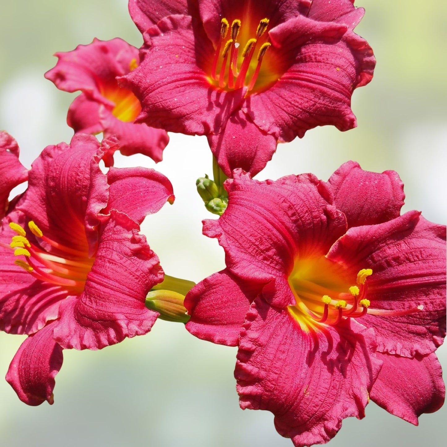 Daylily Live Plant Root - Dwarf Ruffled Red 'Cranberry Baby' - Hemerocallis - Butterfly Attractant - Full Sun - Zones 3-10