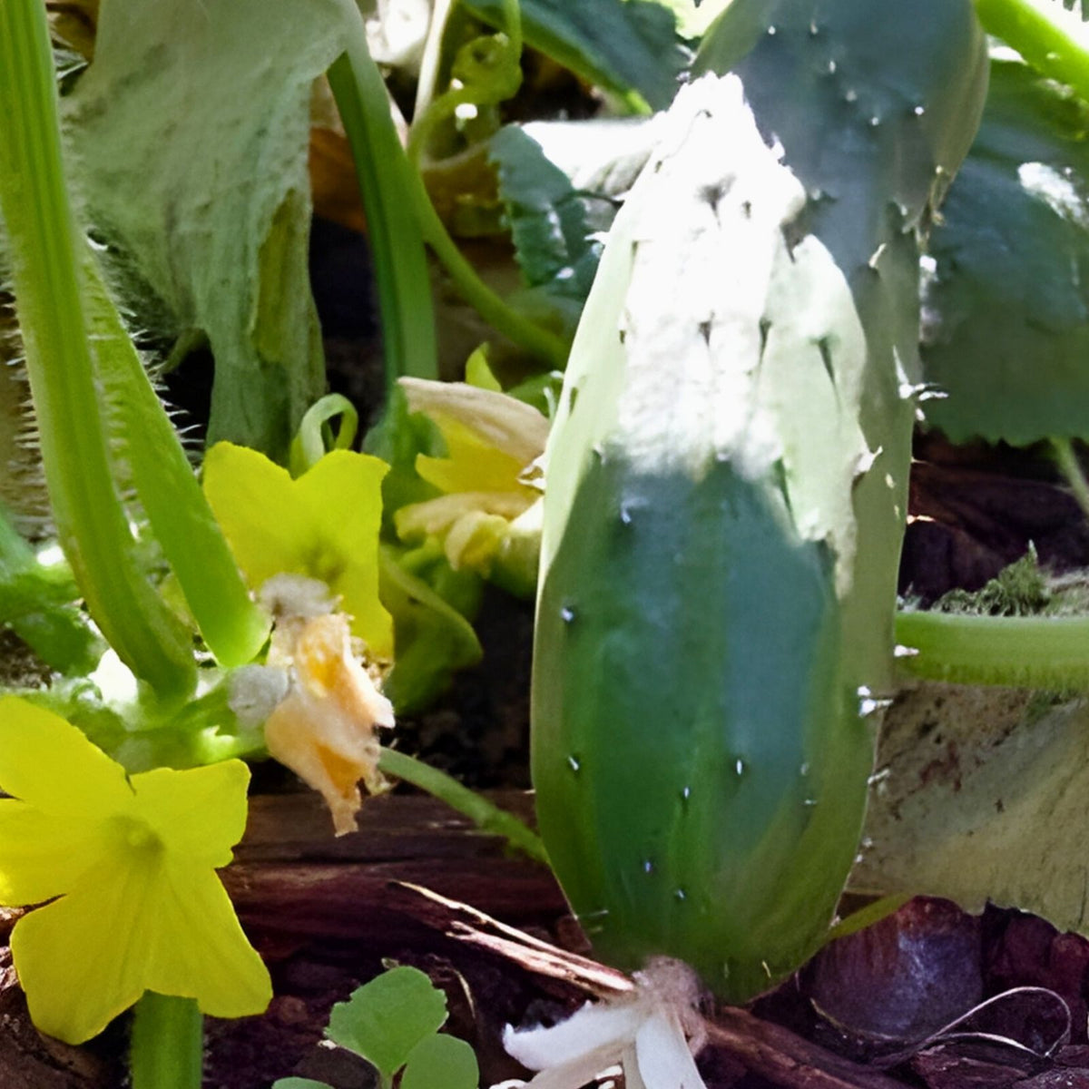 Heirloom Cucumber Seeds 25+ Non-GMO Long Green Improved Cucumis sativus Vegetable Seeds
