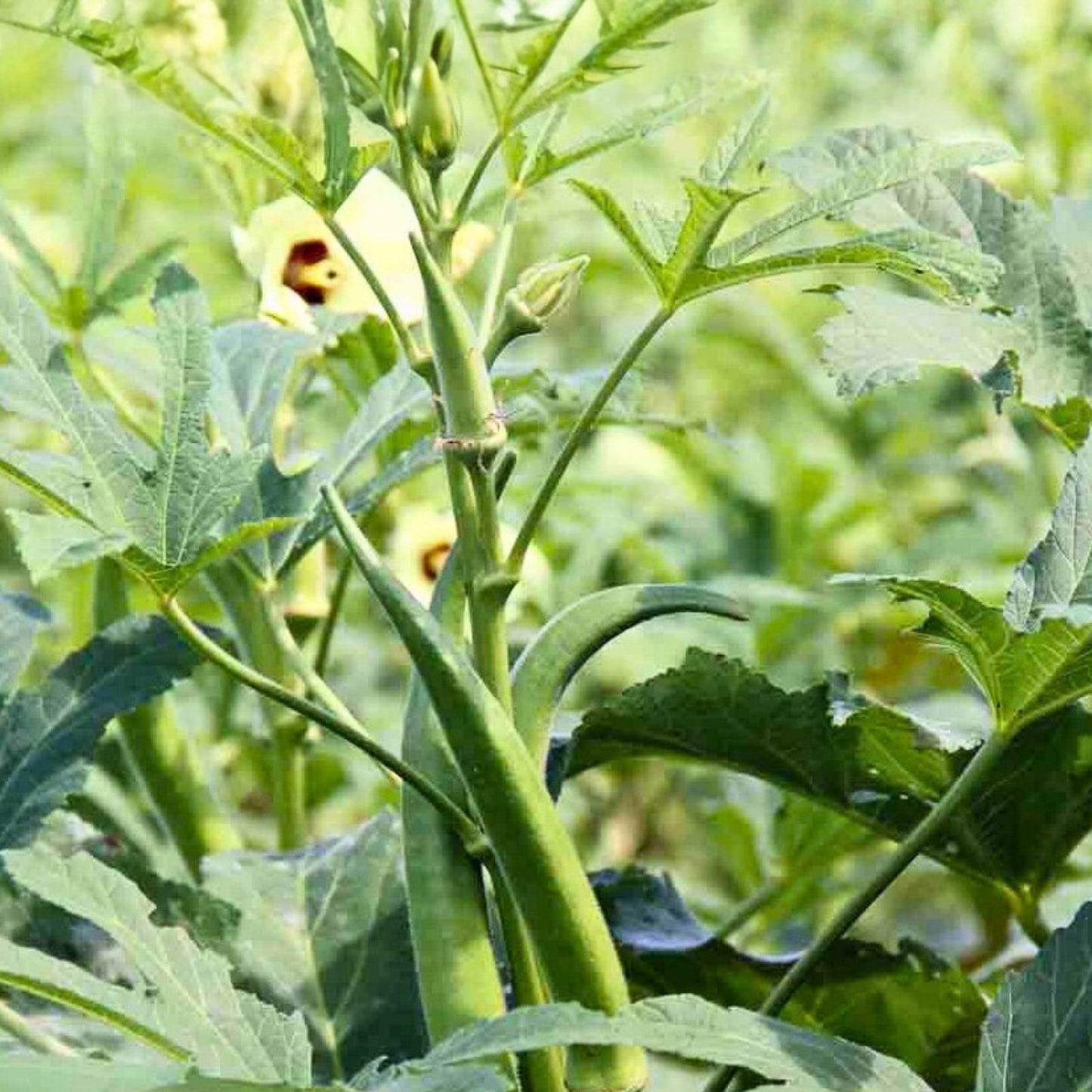 Heirloom Okra Seeds Clemson Variety Non-GMO 100 Seeds Vegetable Garden Abelmoschus esculentus