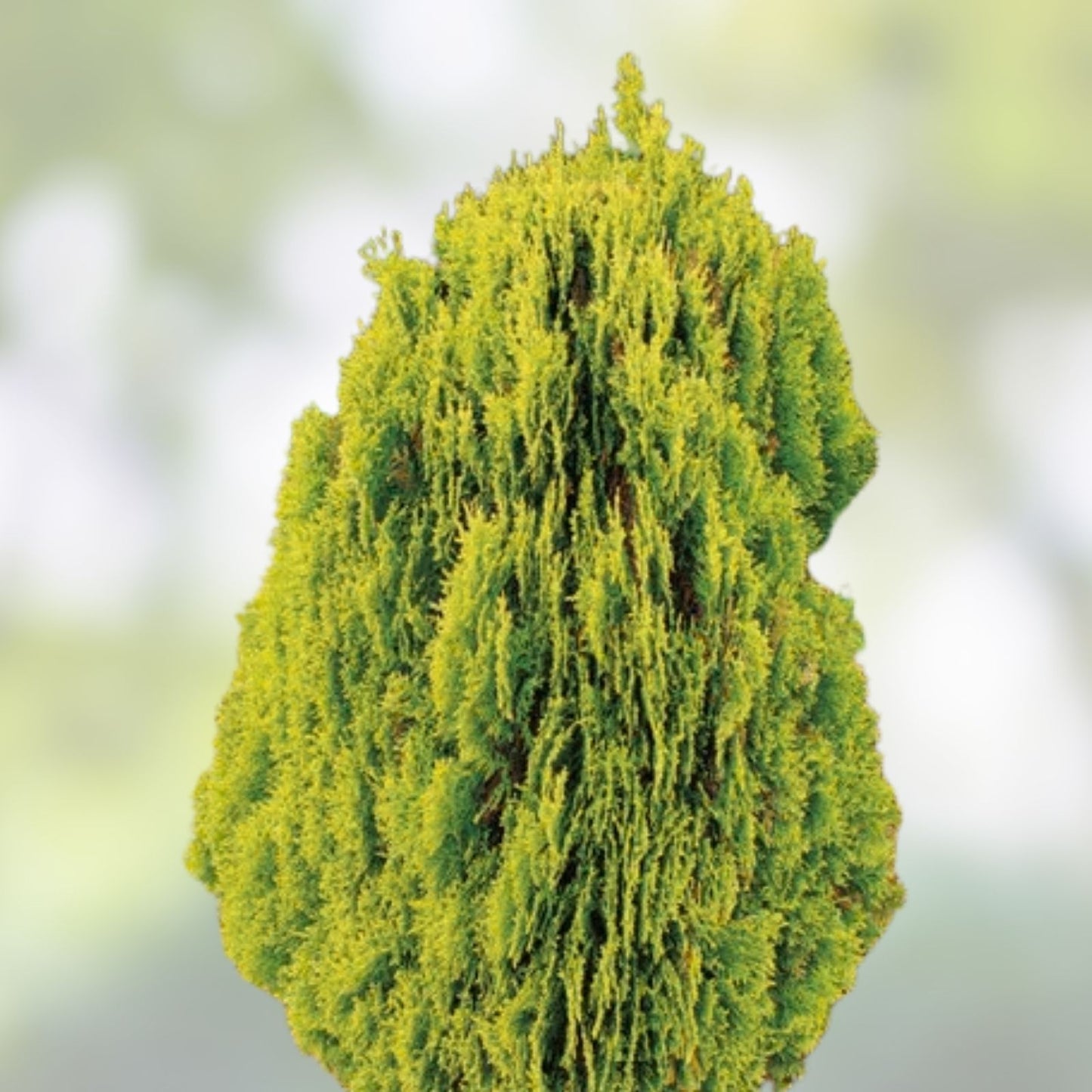 Golden Oriental Arborvitae Tree Seeds 30 Pack, Platycladus orientalis, Landscaping, Planting, Evergreen Conifer Seeds