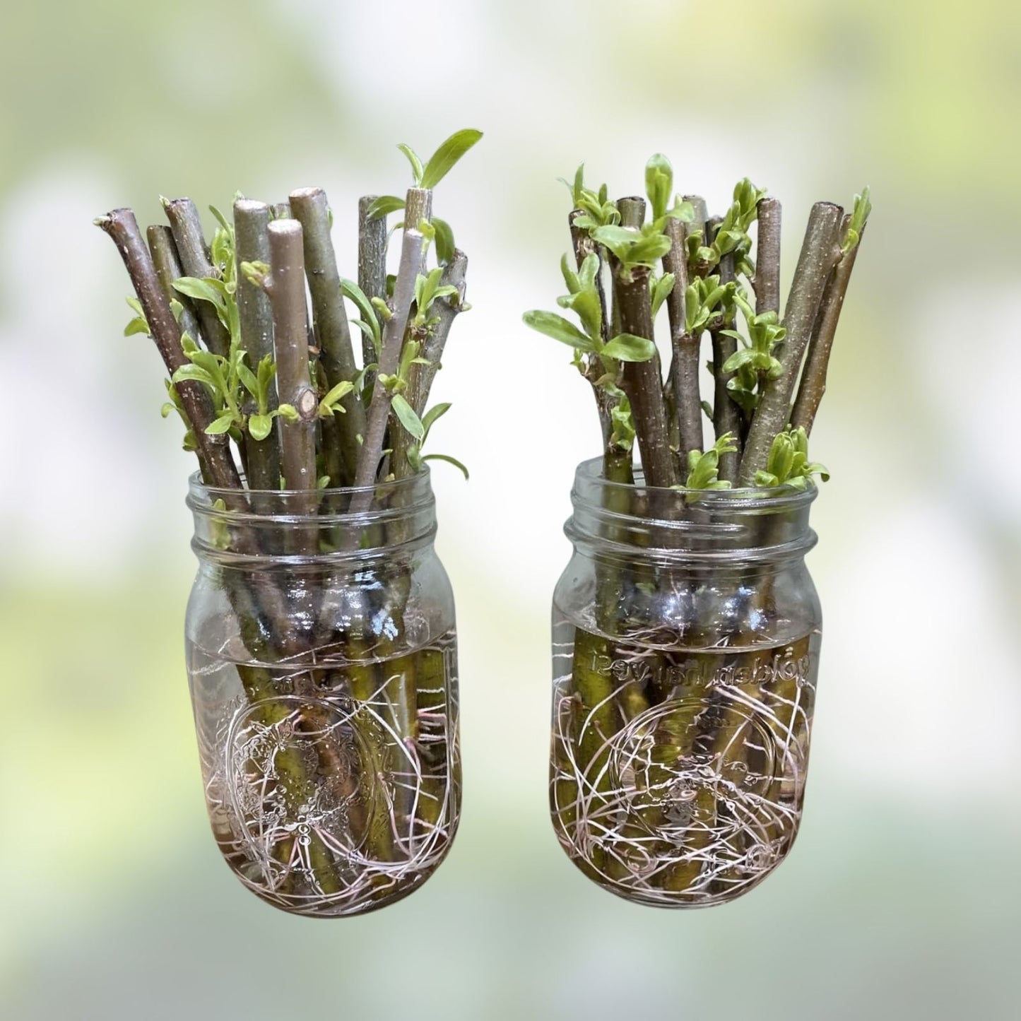 Wisconsin Weeping Willow Cuttings - 2 Live Plant Cuttings - Salix babylonica - Ornamental Tree for Gardens and Landscaping