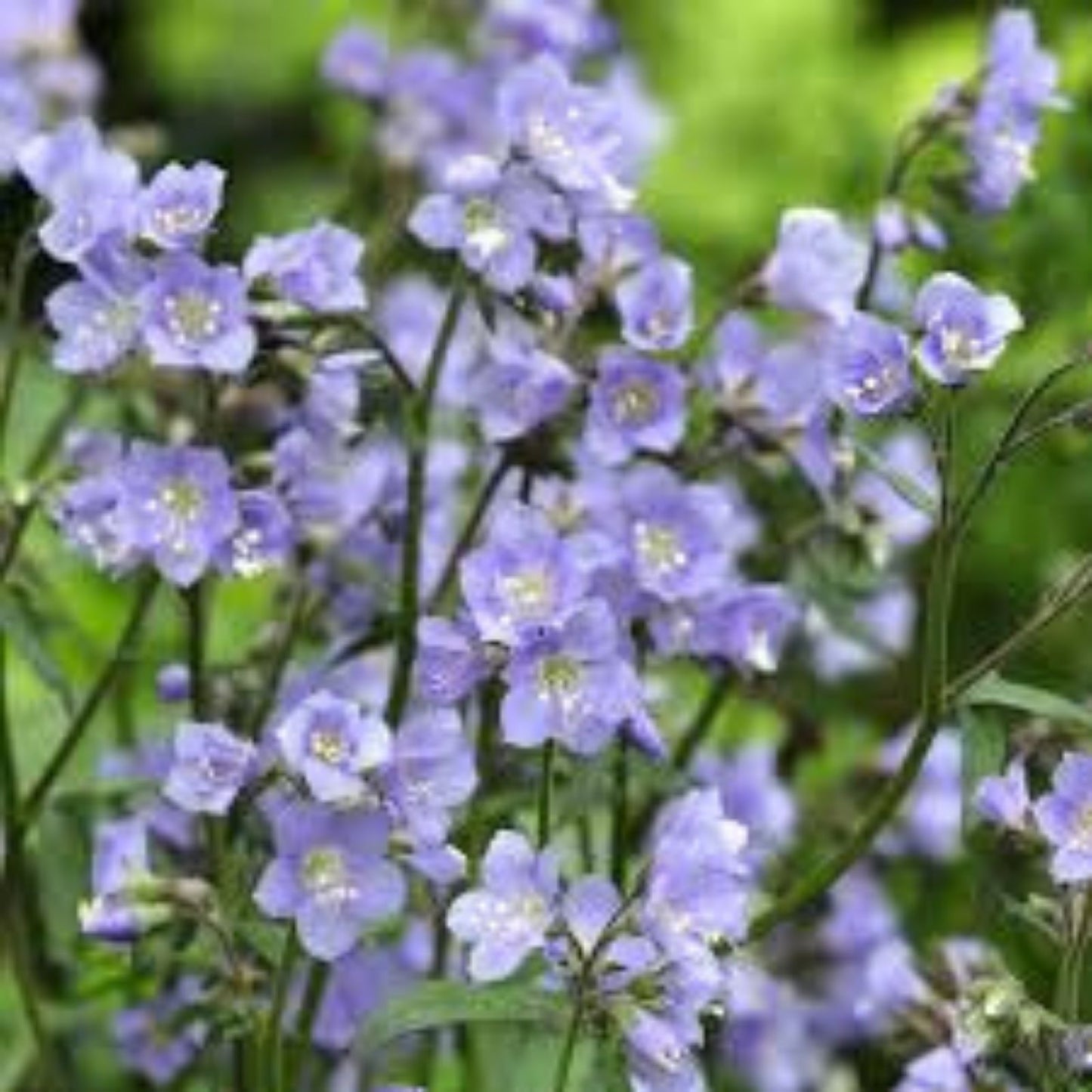 Jacob's Ladder Wildflower Seeds, 50 Pack, Blue Flowers, Native Perennial, Polemonium reptans, Garden Flower Seeds