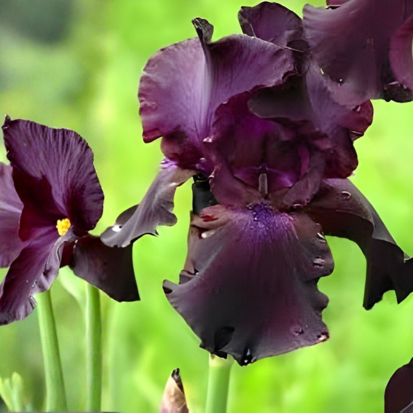Bearded Iris Rhizome - Deep Purple Black 'Superstition' - Iris germanica - Award-Winning Flower Bulb