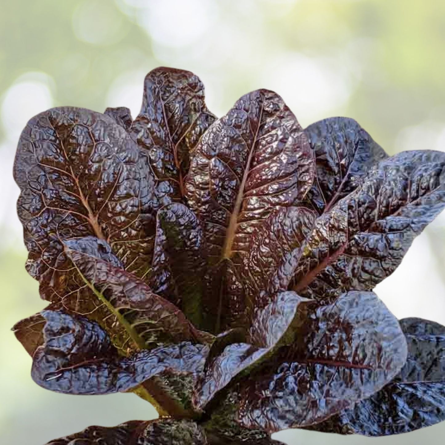 Red Romaine Lettuce Seeds - 500+ Count - Lactuca sativa - Heirloom Salad Greens - USA Grown