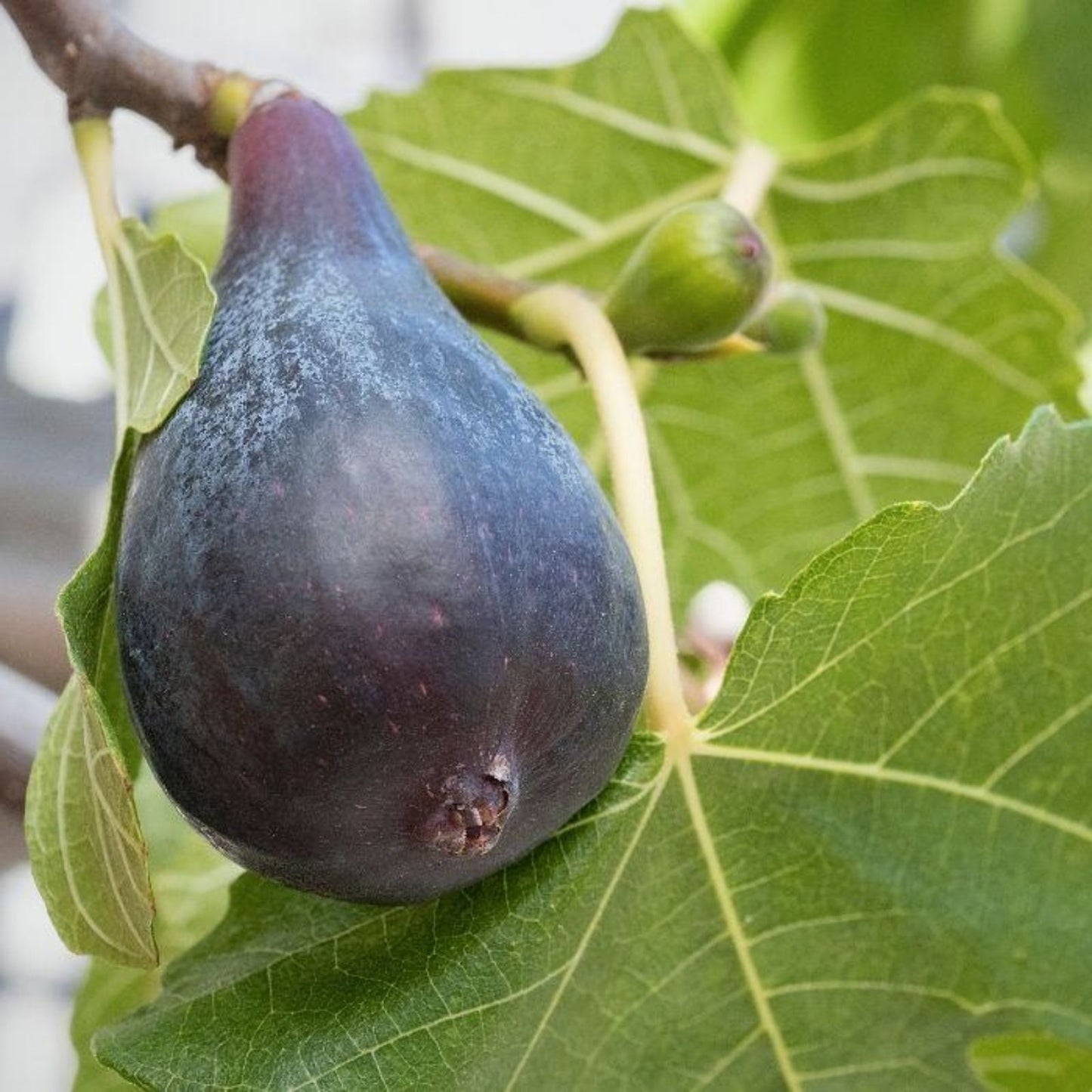 Ficus Black Mission Fig Tree Plant – Hardy Cold Tolerant Garden Tree – Ficus carica – Edible Fruit Tree