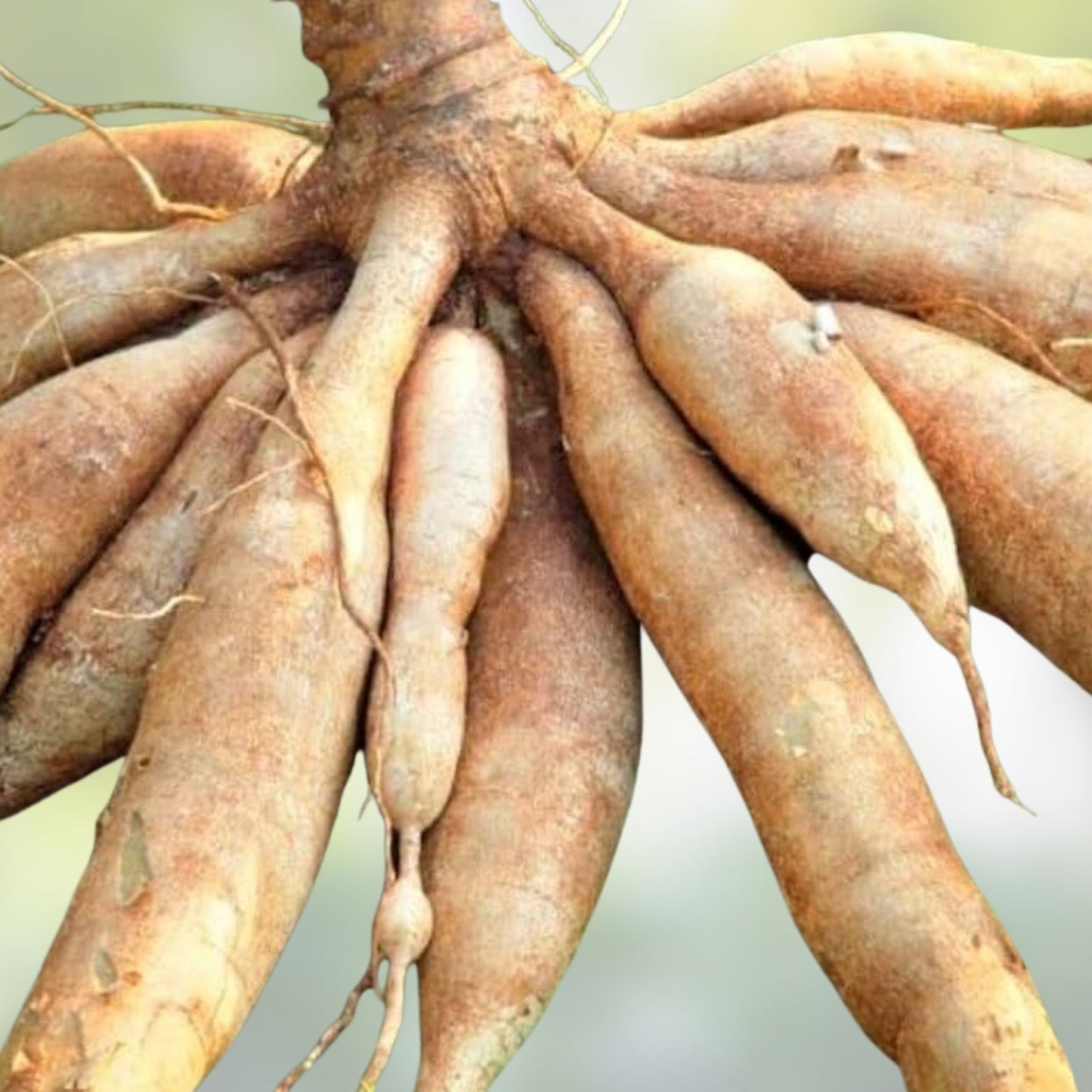 Set of 5 Yuca Cuttings – Sweet Cassava Roots – Manihot esculenta – No Ship HI, AZ, CA, TX