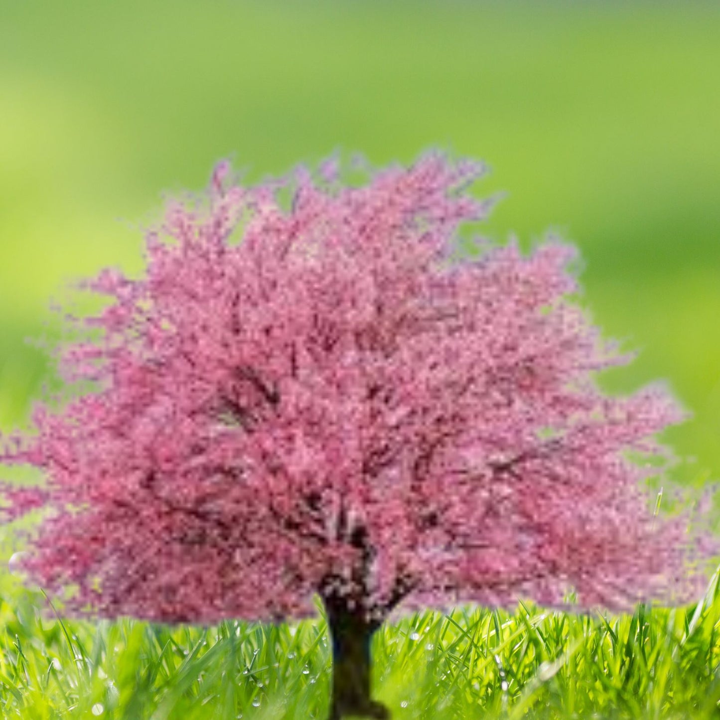 Kwanzan-Japanese-Cherry-Tree-Live-Plant-8-14"-Tall-Pink-Flowering-Prunus-serrulata-'Kwanzan'-2.5"-Pot