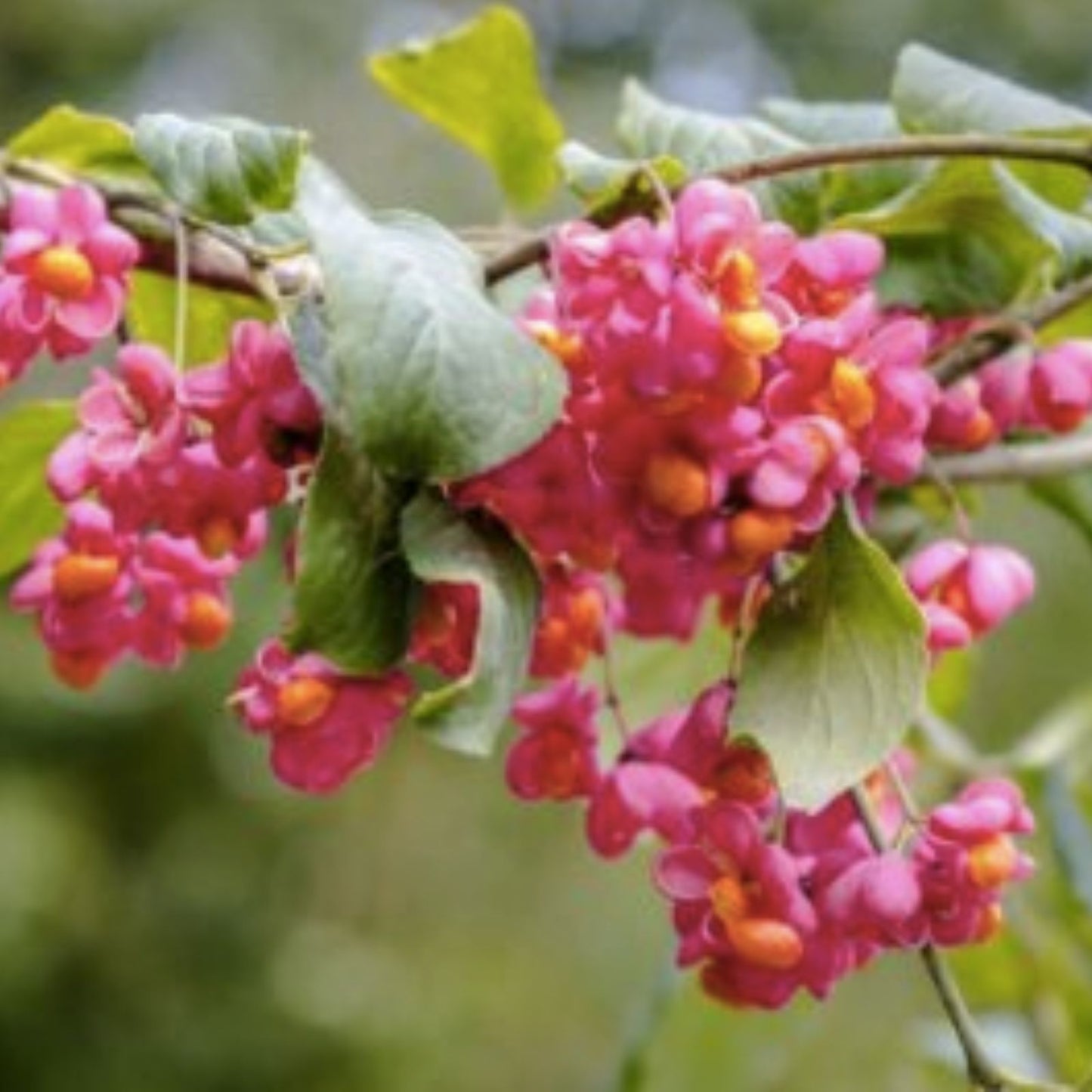 Cork Spindle Shrub Seeds 10 Pack - Euonymus phellomanus Hardy Ornamental Garden Plant Seeds