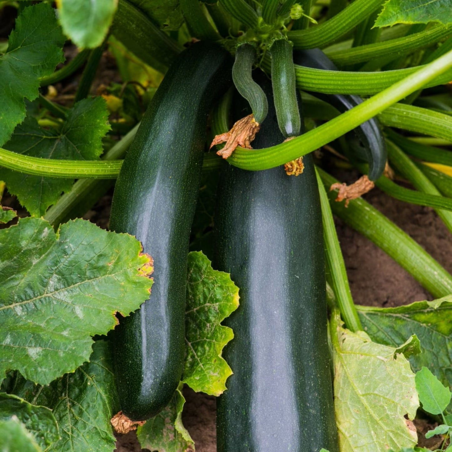 Black Beauty Zucchini Seeds Organic 50+ Non-GMO Heirloom Vegetable Garden Cucurbita pepo