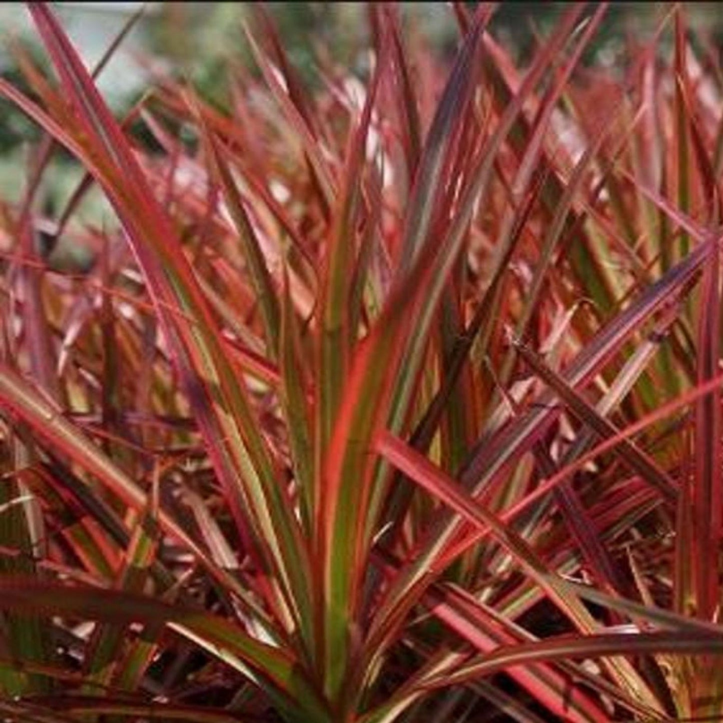 Dracaena Marginata Cuttings - Madagascar Dragon Tree - Hawaii Grown - Indoor Plant Propagation - Money Tree Alternative