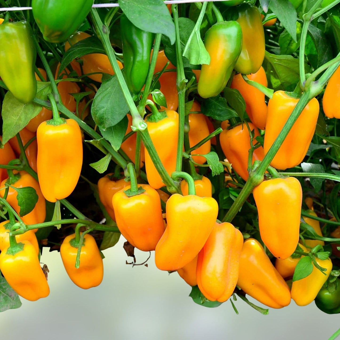 Golden Treasure Sweet F1 Pepper Seeds 30 Non-GMO Yellow Fruits for Frying & Fresh Eating Capsicum annuum