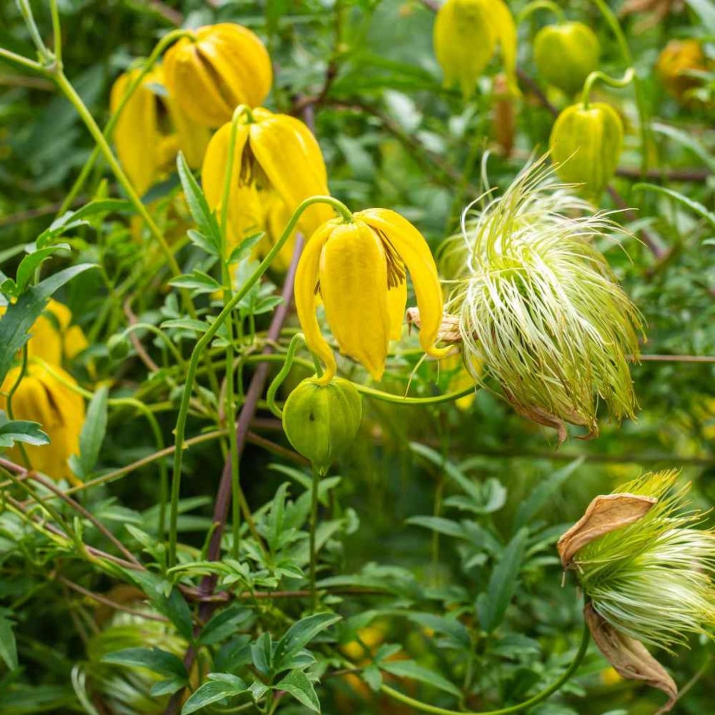 Golden Clematis Seeds for Planting - 20 Seeds - Clematis tangutica - Perennial Climbing Vine with Yellow Flowers