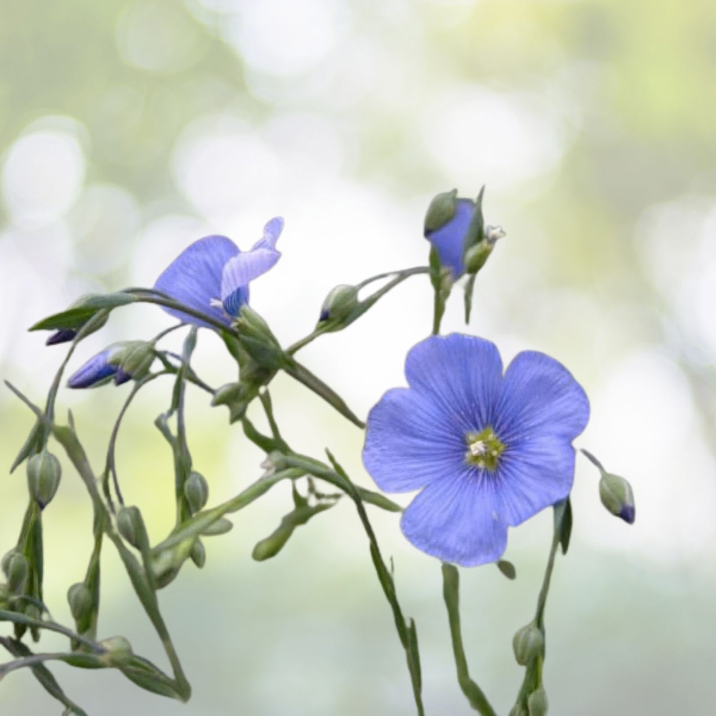 Blue Linen Flax Flower Seeds 2000+ | Blue Purple Linseed Perennial Wildflower | Linum usitatissimum