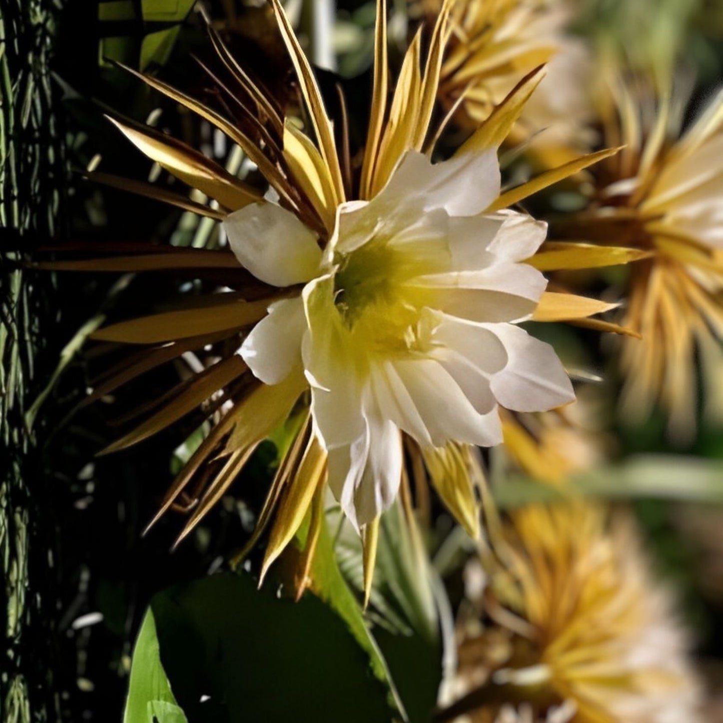 Queen of the Night Cactus Plant – White Fragrant Flowers – Selenicereus grandiflorus – Night Blooming Succulent