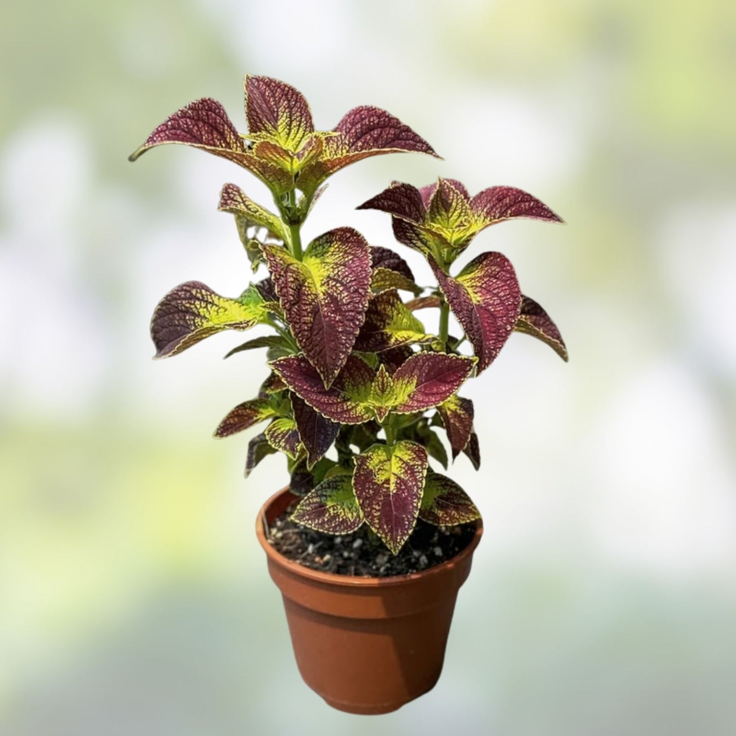 Coleus Splish Splash Live Starter Plant | Vibrant Ornamental Foliage | Coleus blumei