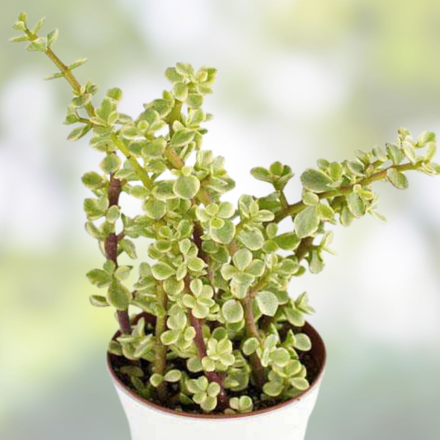 Variegated Elephant Bush Cuttings 6 Pieces Mini Jade Crassula perfoliata var. Falcata 5 Inches Long
