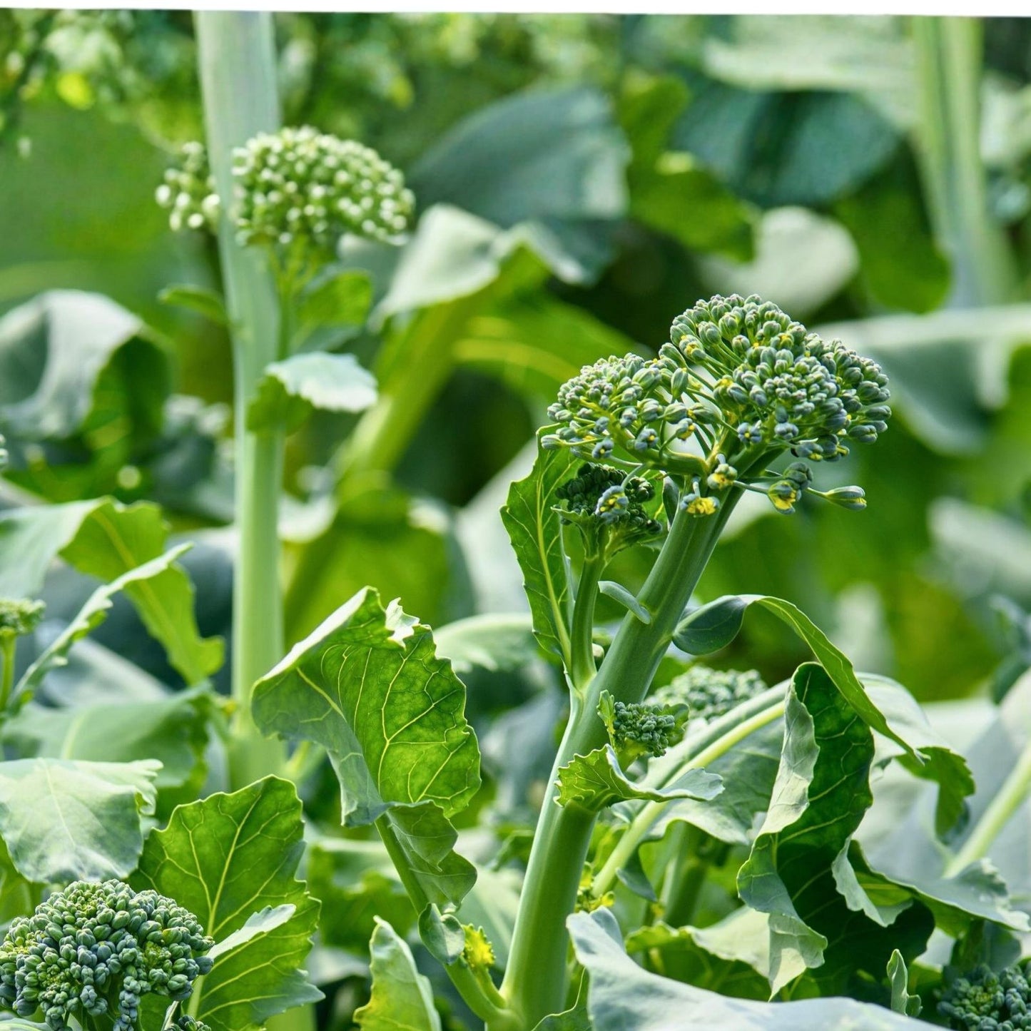 Broccoli Raab Seeds - Heirloom Variety, 25+ Seeds, Culinary Herb, Brassica rapa