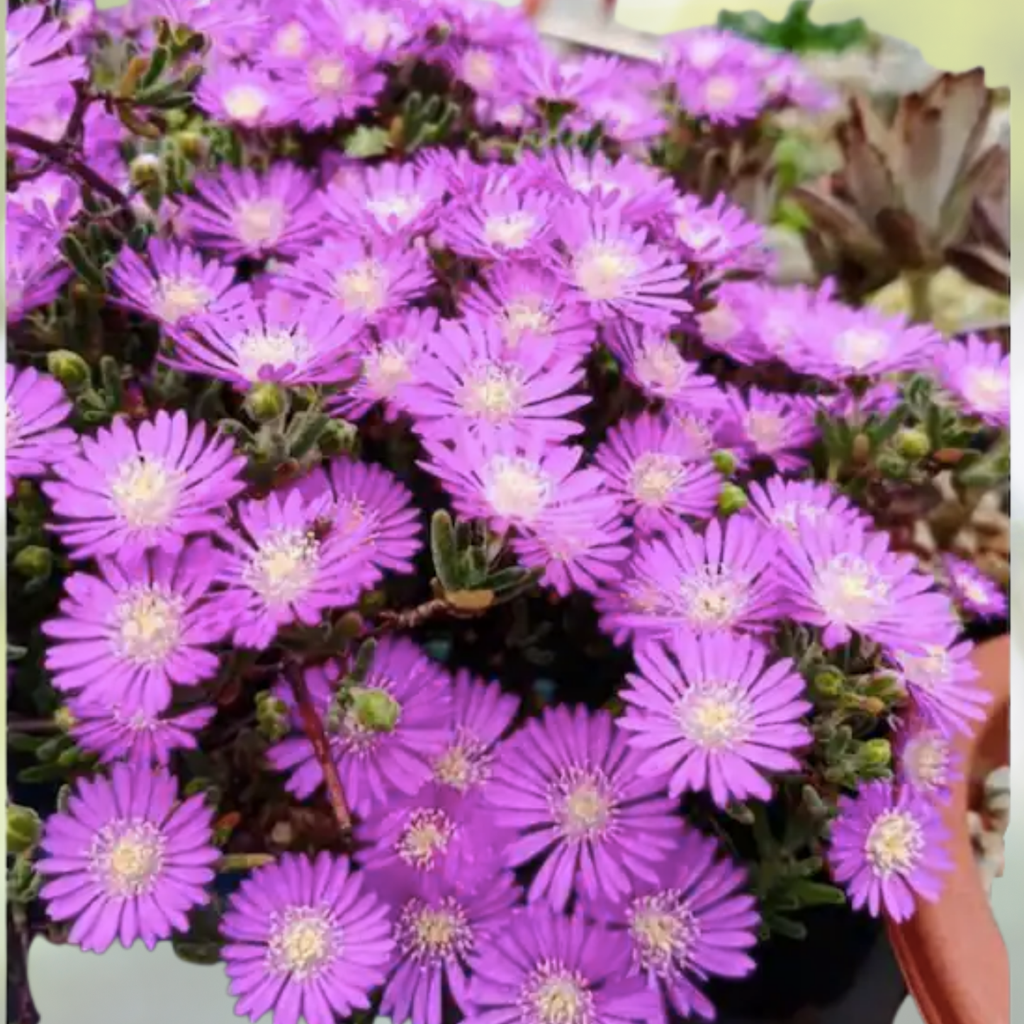Ice Plant Cuttings 6-Pack Purple Pink Ground Cover Succulent Delosperma