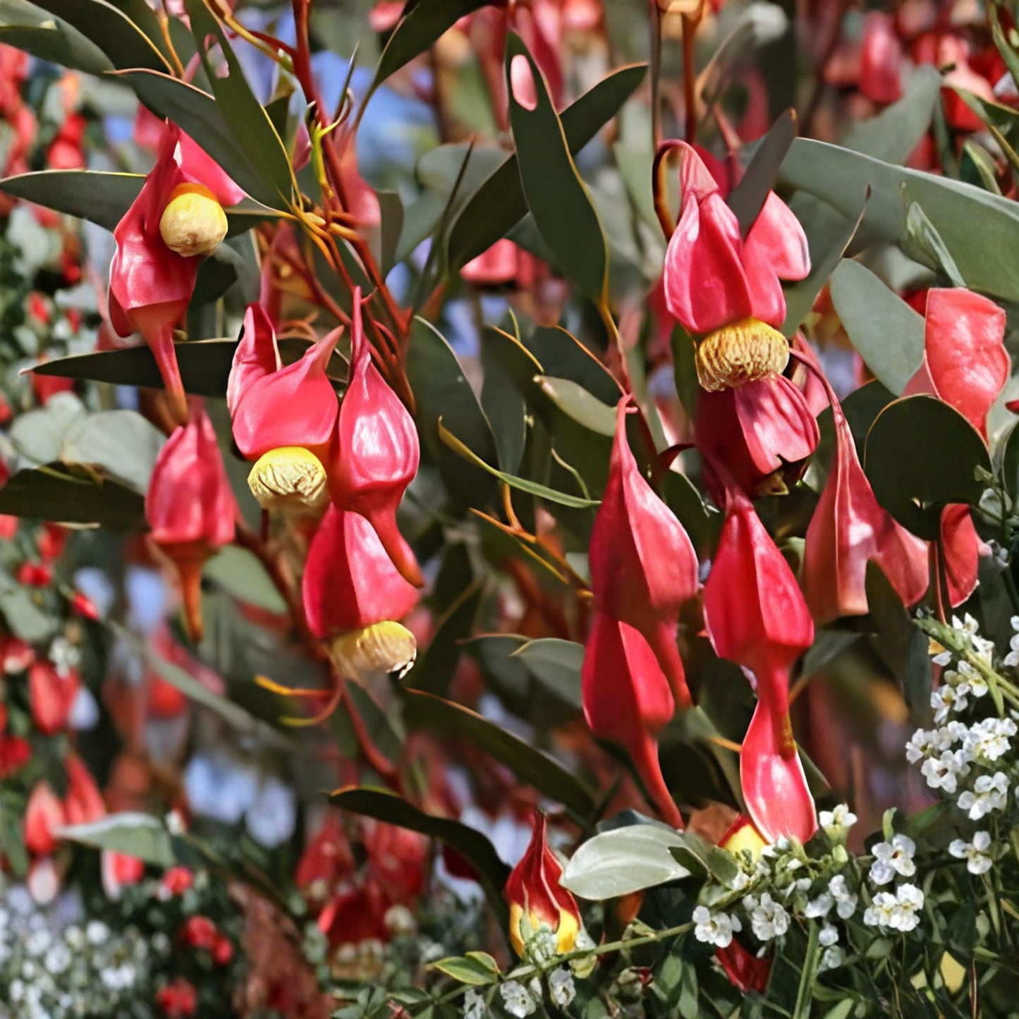 Fuchsia Gum Tree Seeds 30 Pack Eucalyptus forrestiana Native Planting Supplies Live Plant Cutting Bare Root Starter Plant