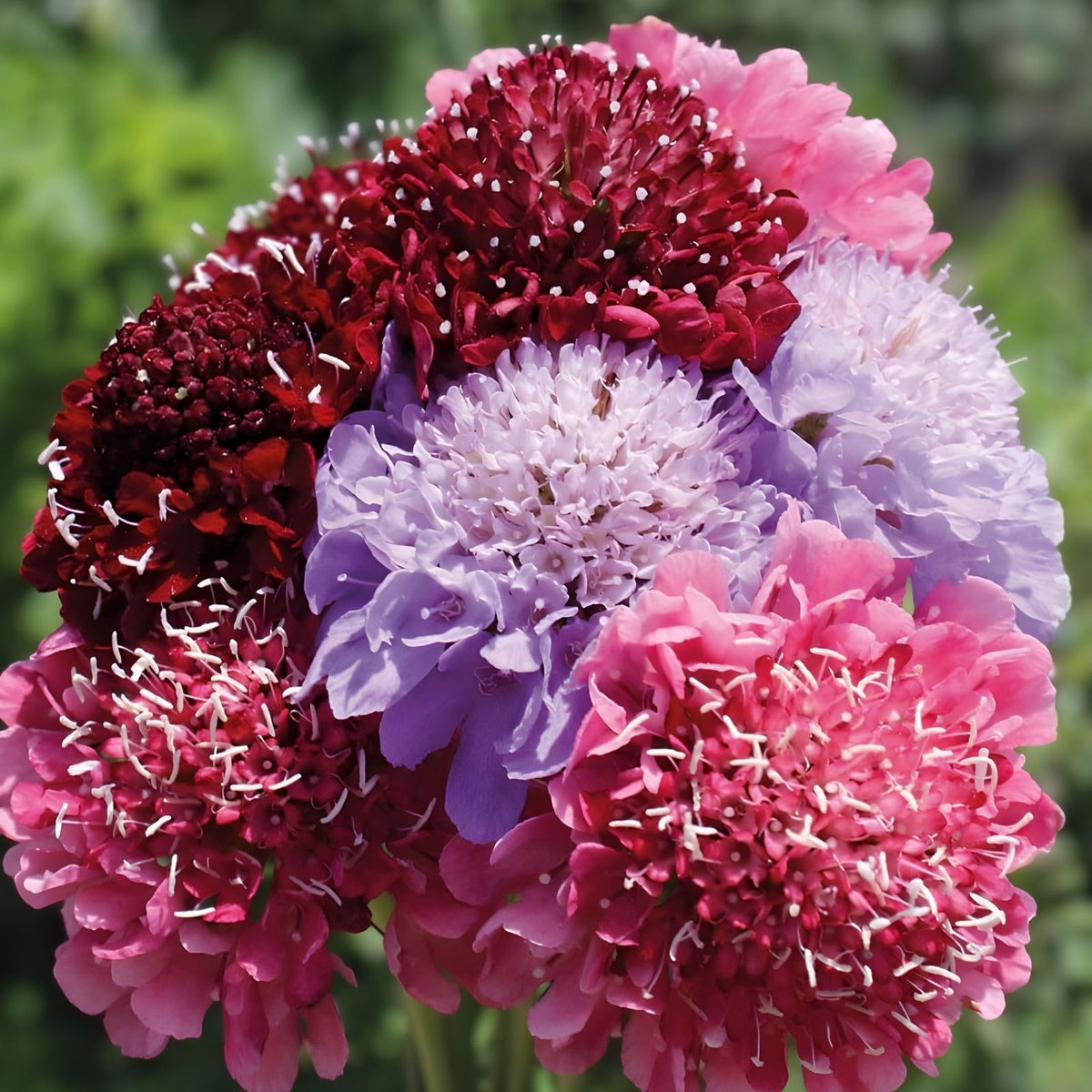 Scabiosa Seeds Berry Mix 75+ Annual Flower Seeds Garden Variety Scabiosa atropurpurea