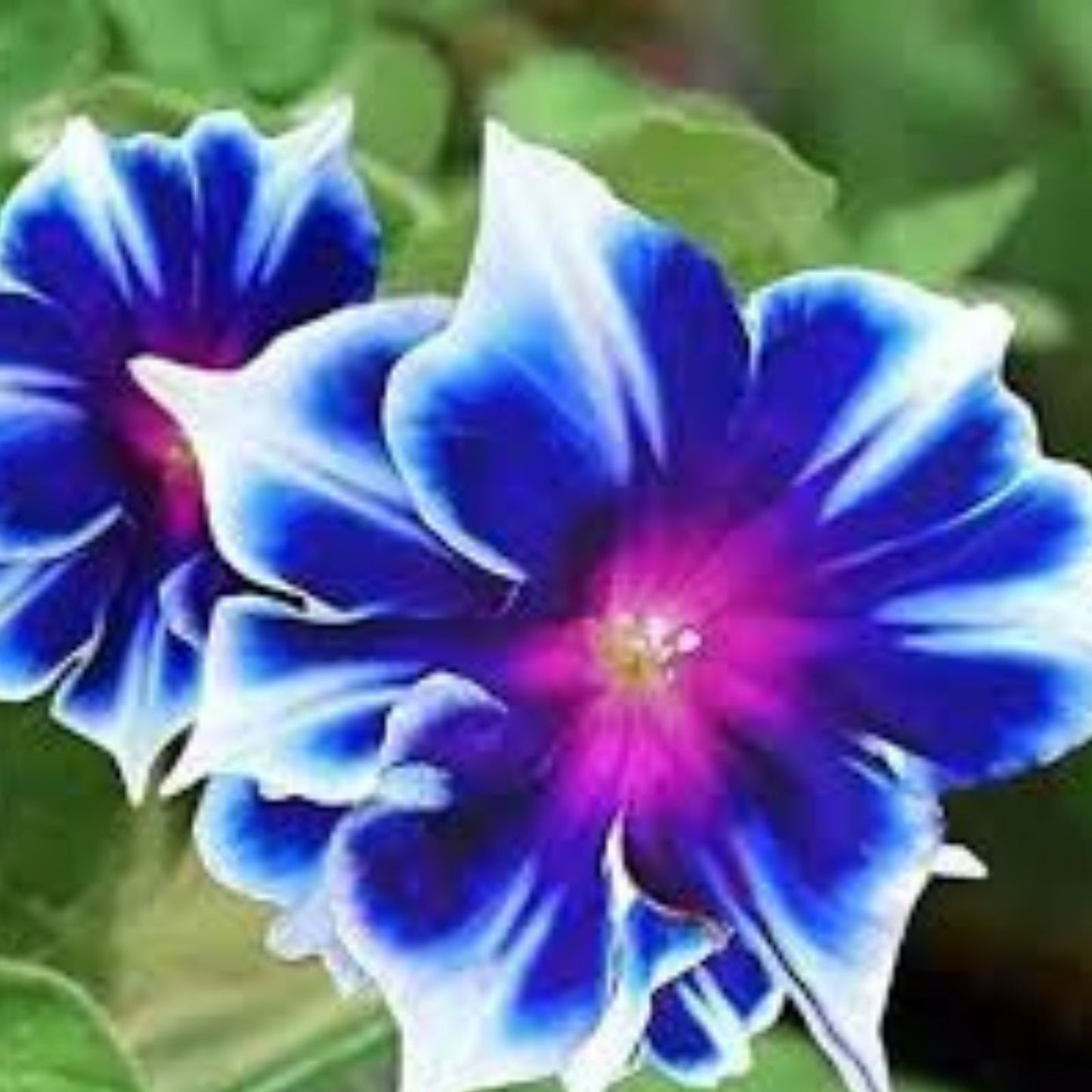 Morning Glory Seeds 100 Count – Blue and White Varieties – Ipomoea tricolor Flower Seeds for Garden, Climbing Vines, Fast Growing