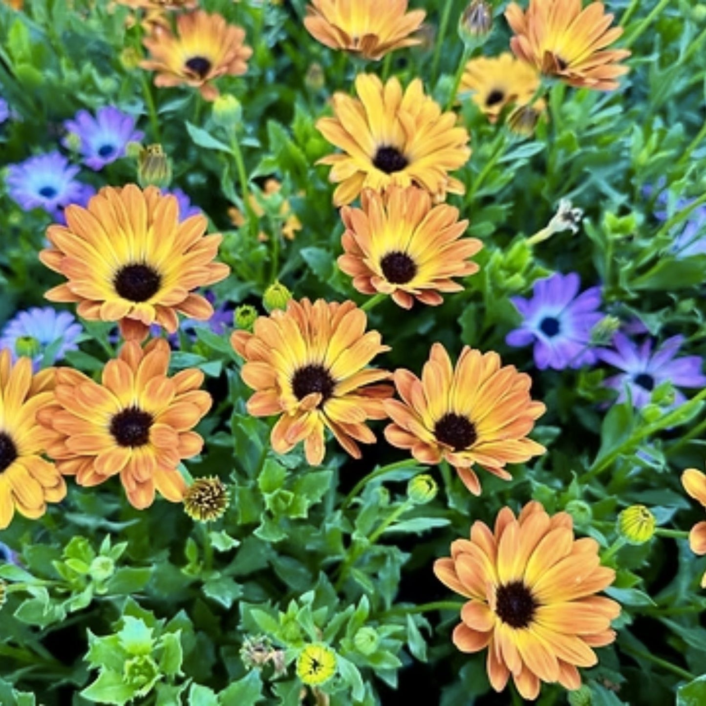 African Orange Daisy Seeds, 200 Organic Perennial Seeds, Osteospermum spp., USA Grown, Free Shipping