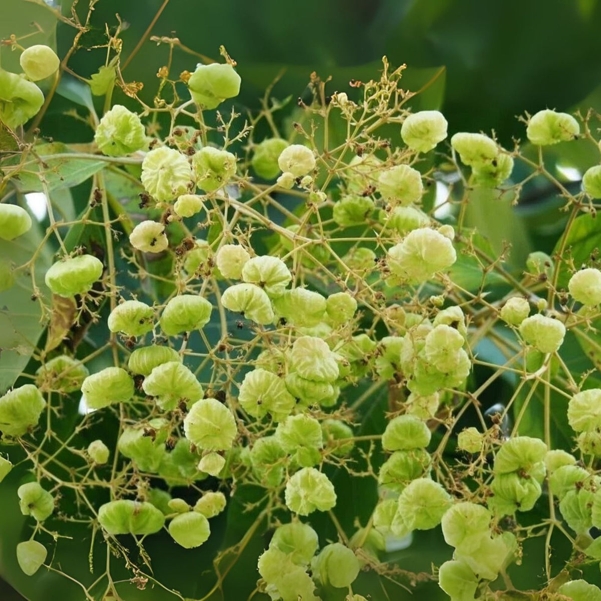 Teak Tree Seeds - Tectona grandis - Premium Quality Seeds for Planting