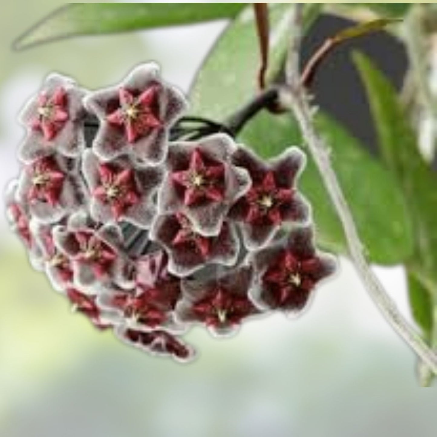 Hoya Plant in 2,5" Pot – Royal Hawaiian Purple – Hoya pubicalyx 'Royal Hawaiian Purple' – Indoor Houseplant, Low Maintenance