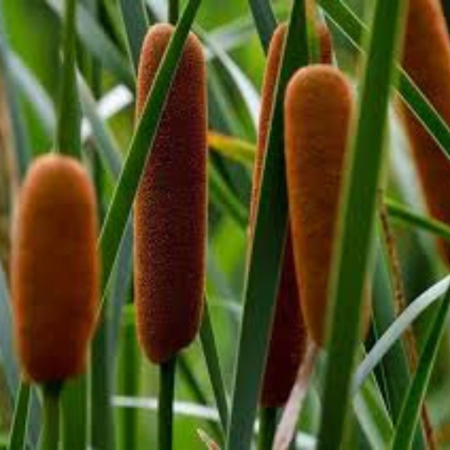 Cattail Seeds for Planting, 500 Count, Aquatic Plant Seeds, Typha latifolia, Wetland Plant Seeds