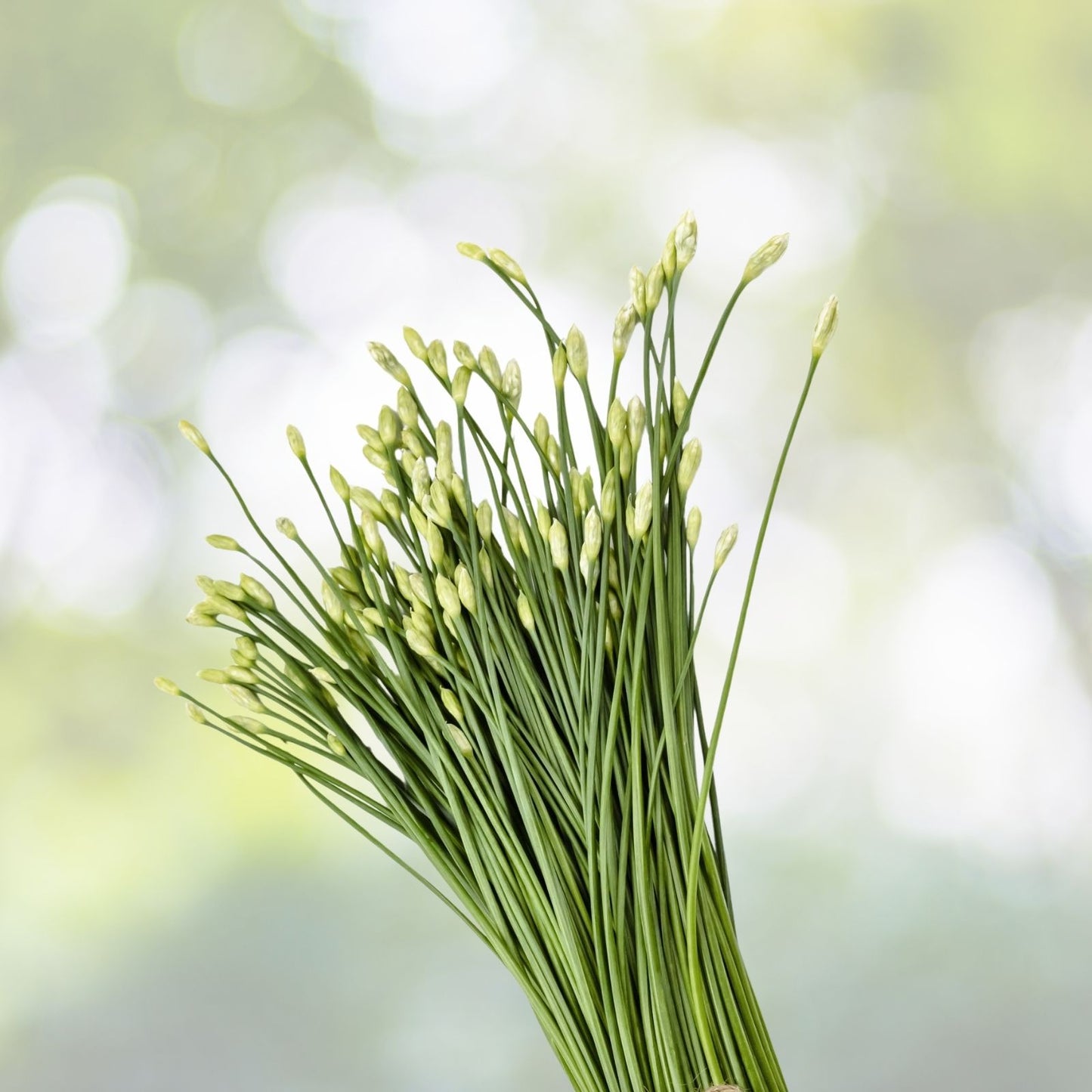Garlic Chives Seeds 250+ Allium tuberosum Chinese Chives Vegetable Jiu Cai USA