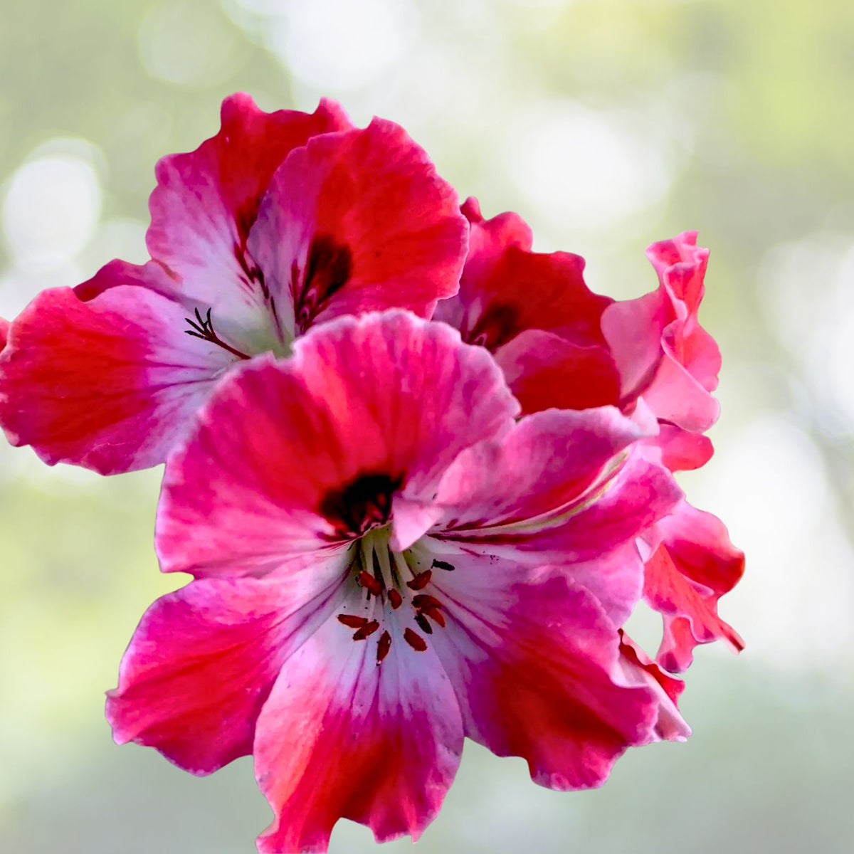 Geranium Cuttings - 3 Starter Cuttings - Reddish Pink and Maroon - Pelargonium spp.