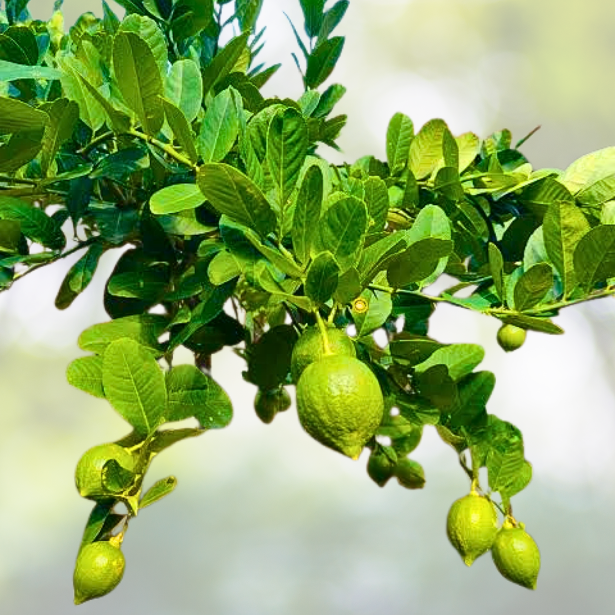 30pcs Perfume Lemon Seeds - Citrus limon - Grow Your Own Bonsai Tree - Delicious Fruit-Bearing Variety