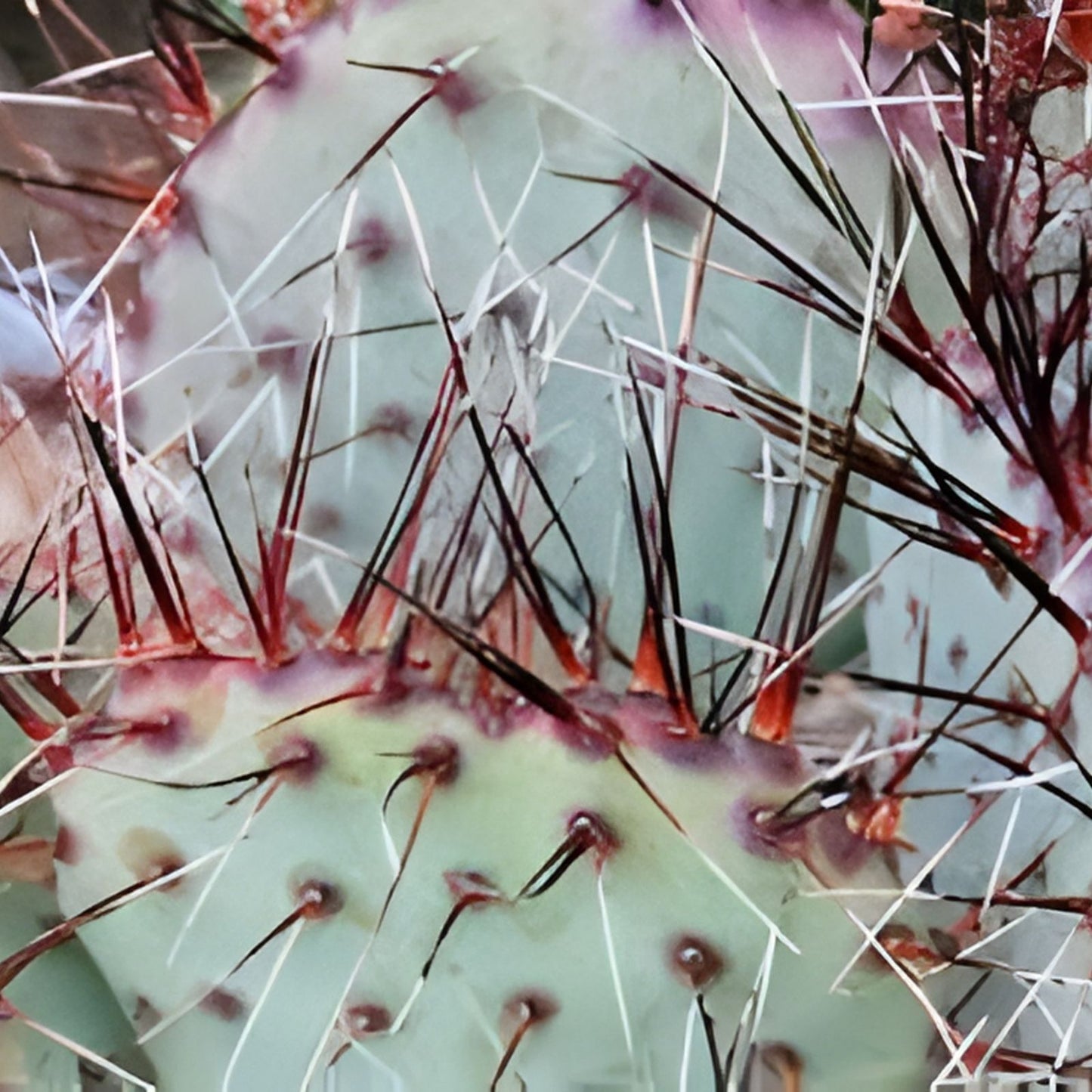 Live Cactus Pad Cutting - Opuntia Aciculata Chenille Prickly Pear Succulent Plant for Indoor & Outdoor Gardening