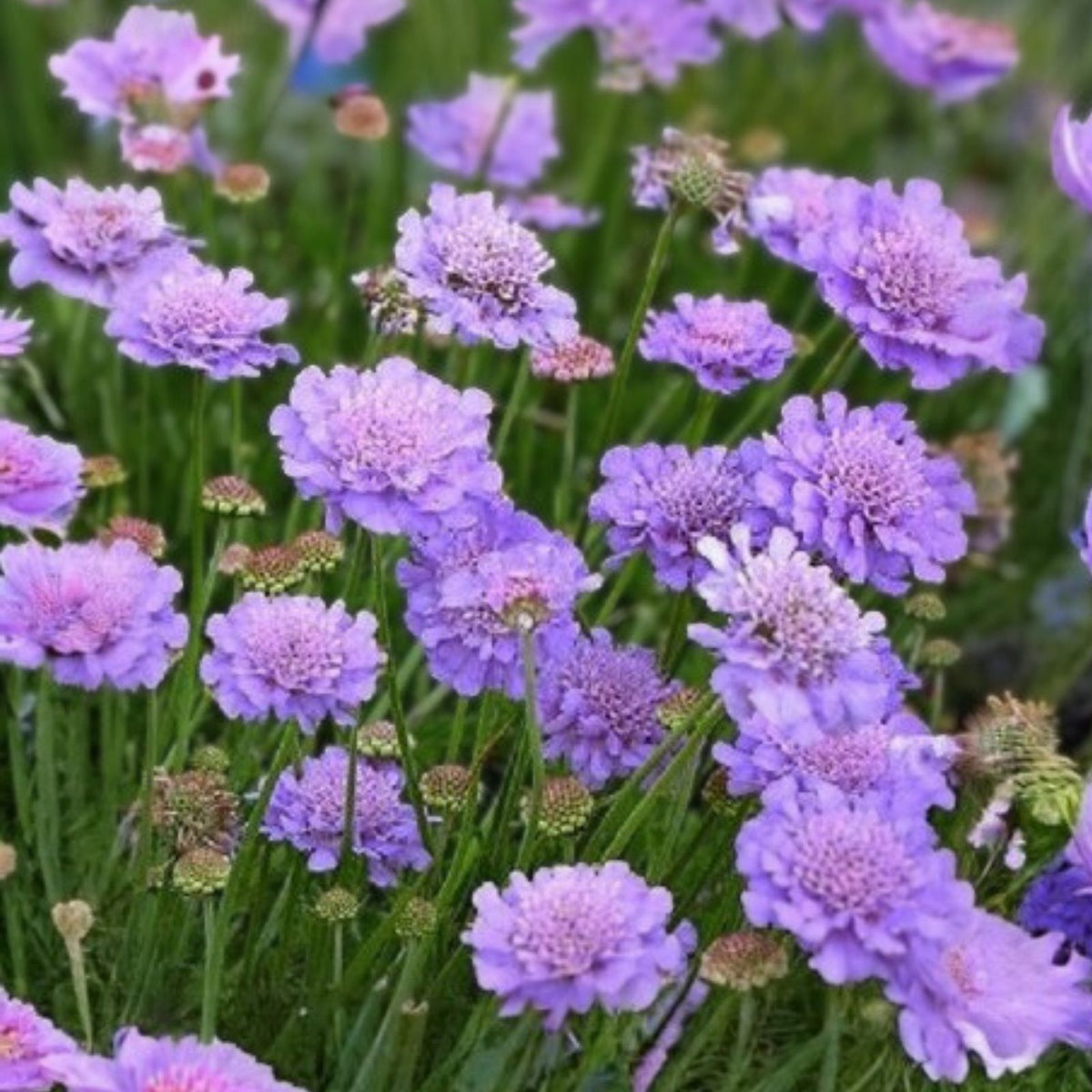 Blush Scabiosa Seeds 75+ Count | Annual Flower Seeds | Scabiosa caucasica | Pink Bloom Garden Plant