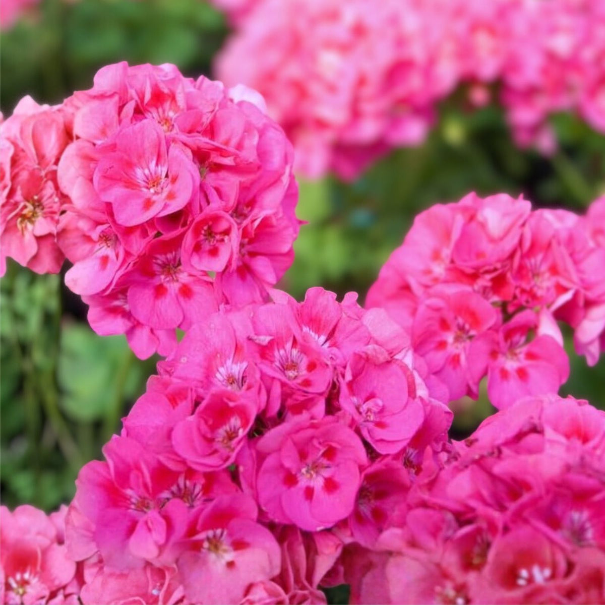 Live Geranium Plants Set of 3, Perennial Variety, Colorful Blooms, Pelargonium spp.
