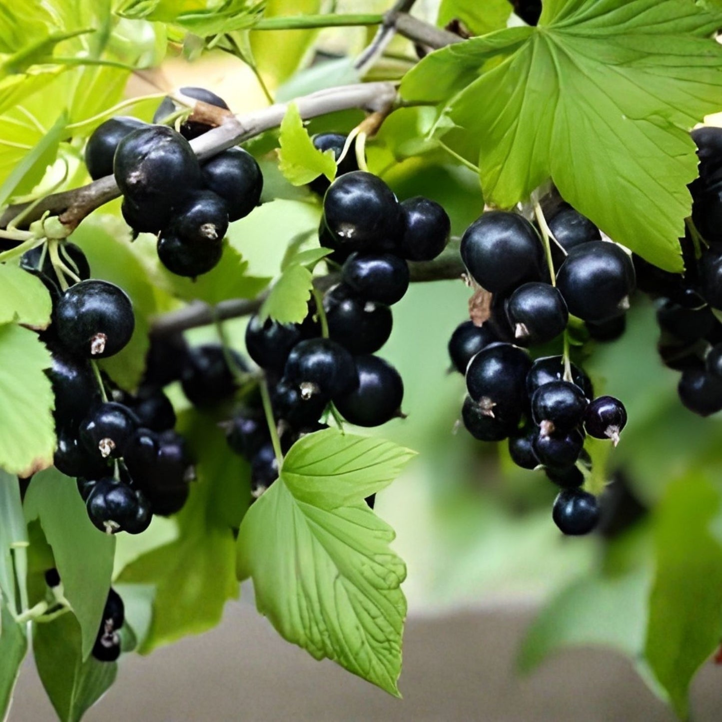 Black Currant Seedling Plant - Rooted Ribes nigrum for Garden, Fruit-bearing Blackcurrant Plant, Fresh Black Currant Bush