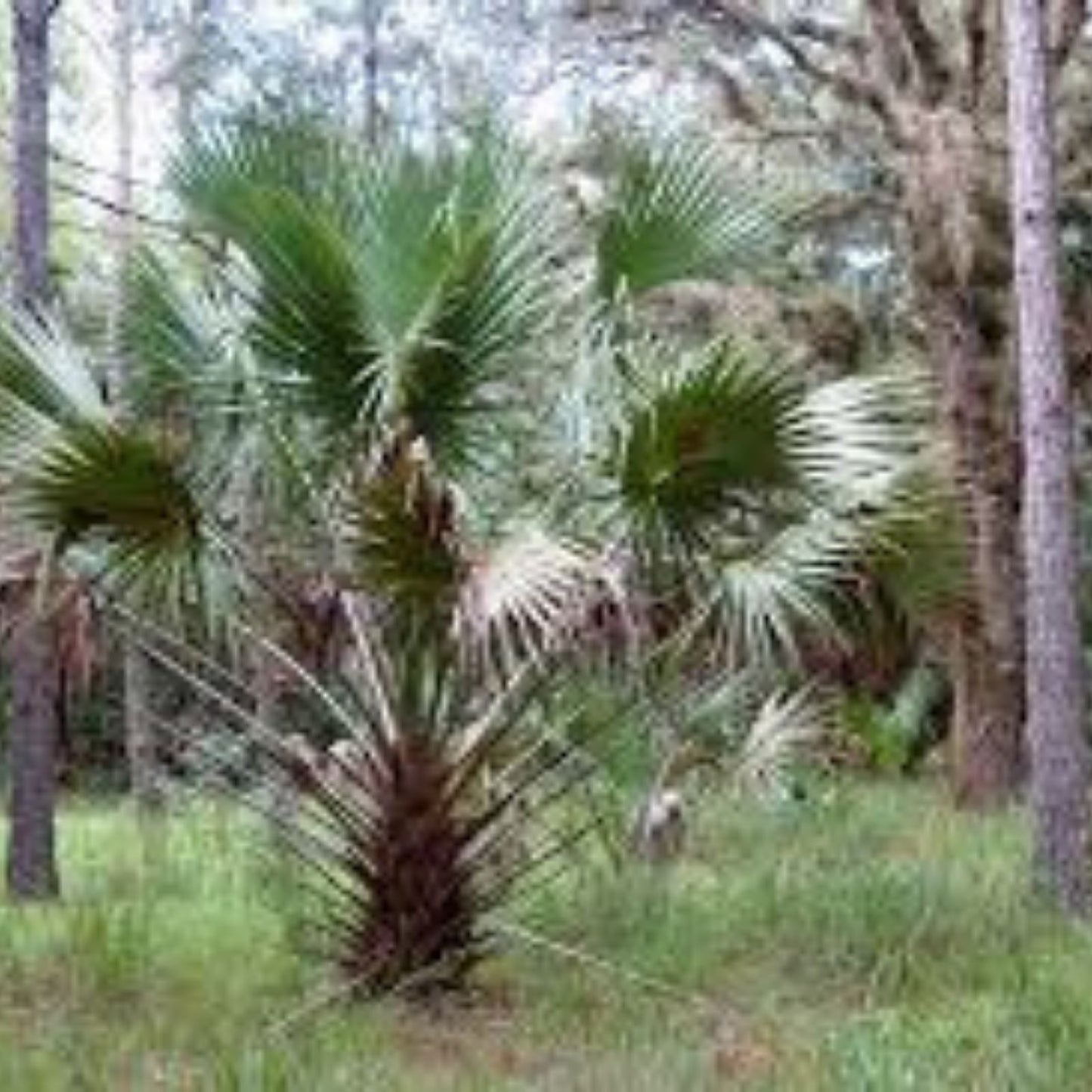 Sabal Palm Seeds, 10 Fresh Cabbage Palm Seeds, Texas Sabal Palmetto, Garden Planting Seeds, Hardy Palm Seeds