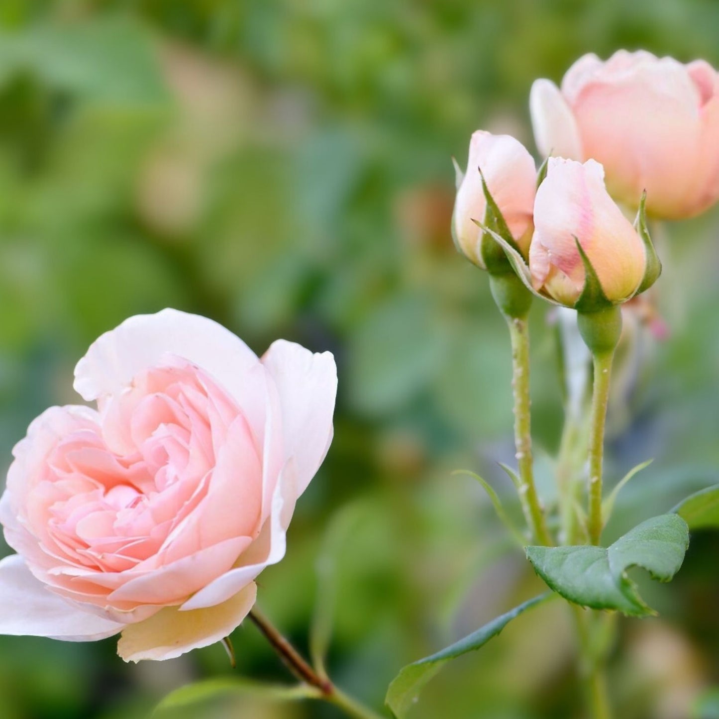 Light Pink Rose Cuttings - 3 Fresh Unrooted Propagation Stems - Rosa spp. - Garden Flowering Plant Material