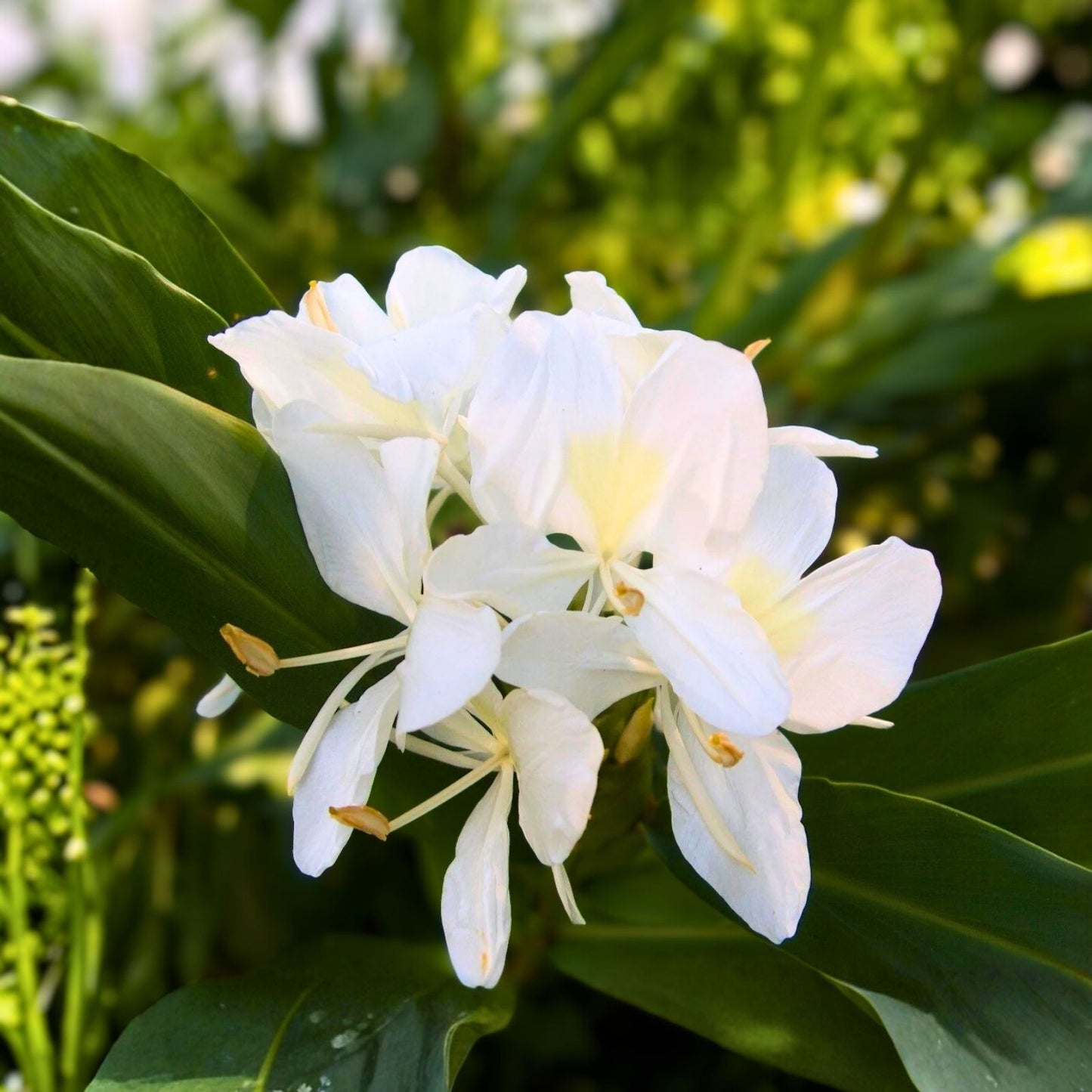 White Butterfly Ginger Rhizomes - 2 Live Plants, Very Fragrant Tropical Ginger, Hedychium Coronarium, Attracts Pollinators