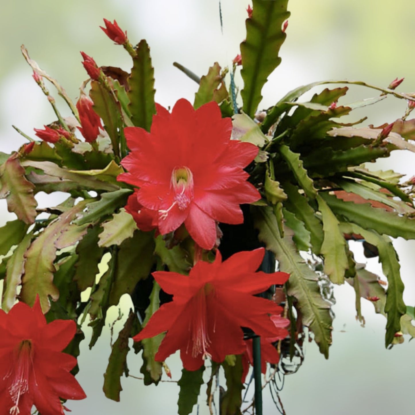 Red Orchid Cactus Cuttings, Epiphyllum ‘Disocactus Ackermannii’, 3 Pieces, 4-8 Inches Long, Succulent Plant Propagation