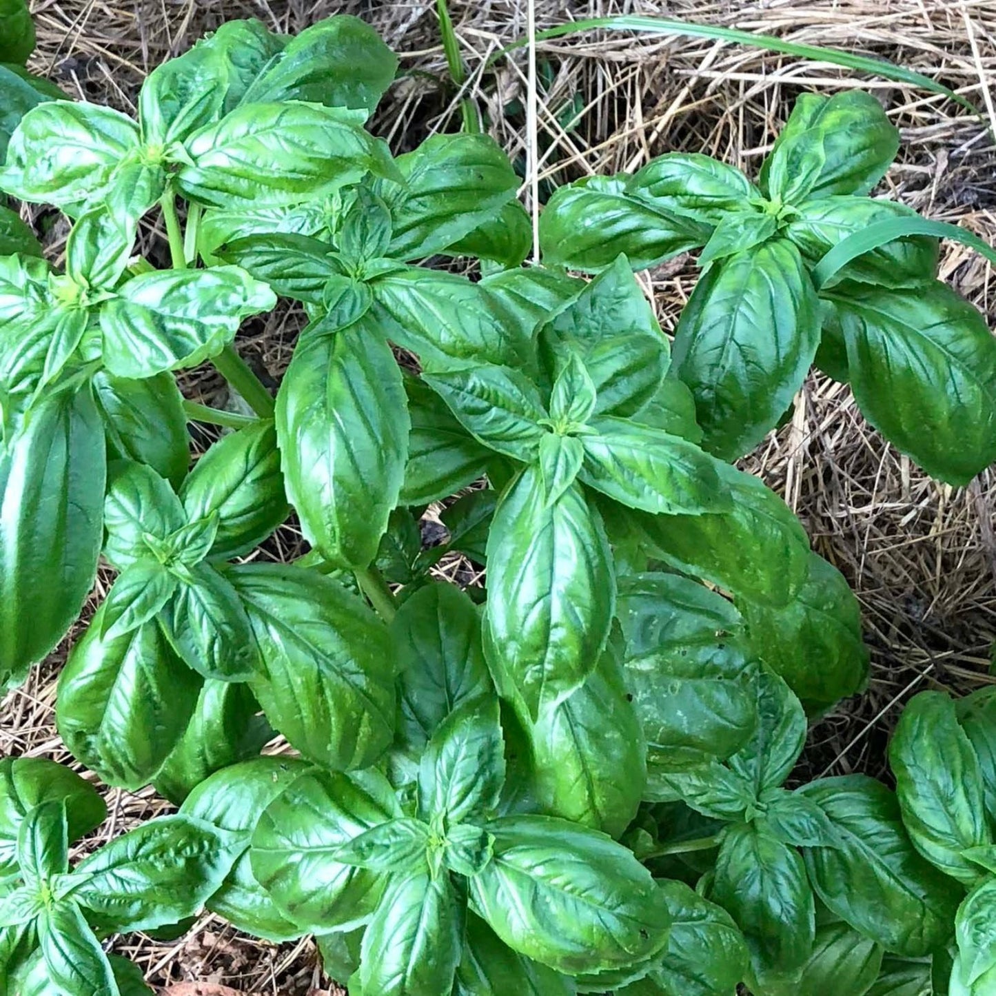 Genovese Basil Seeds 500+ for Planting, Pesto, Ocimum basilicum, Non-GMO, Made in USA