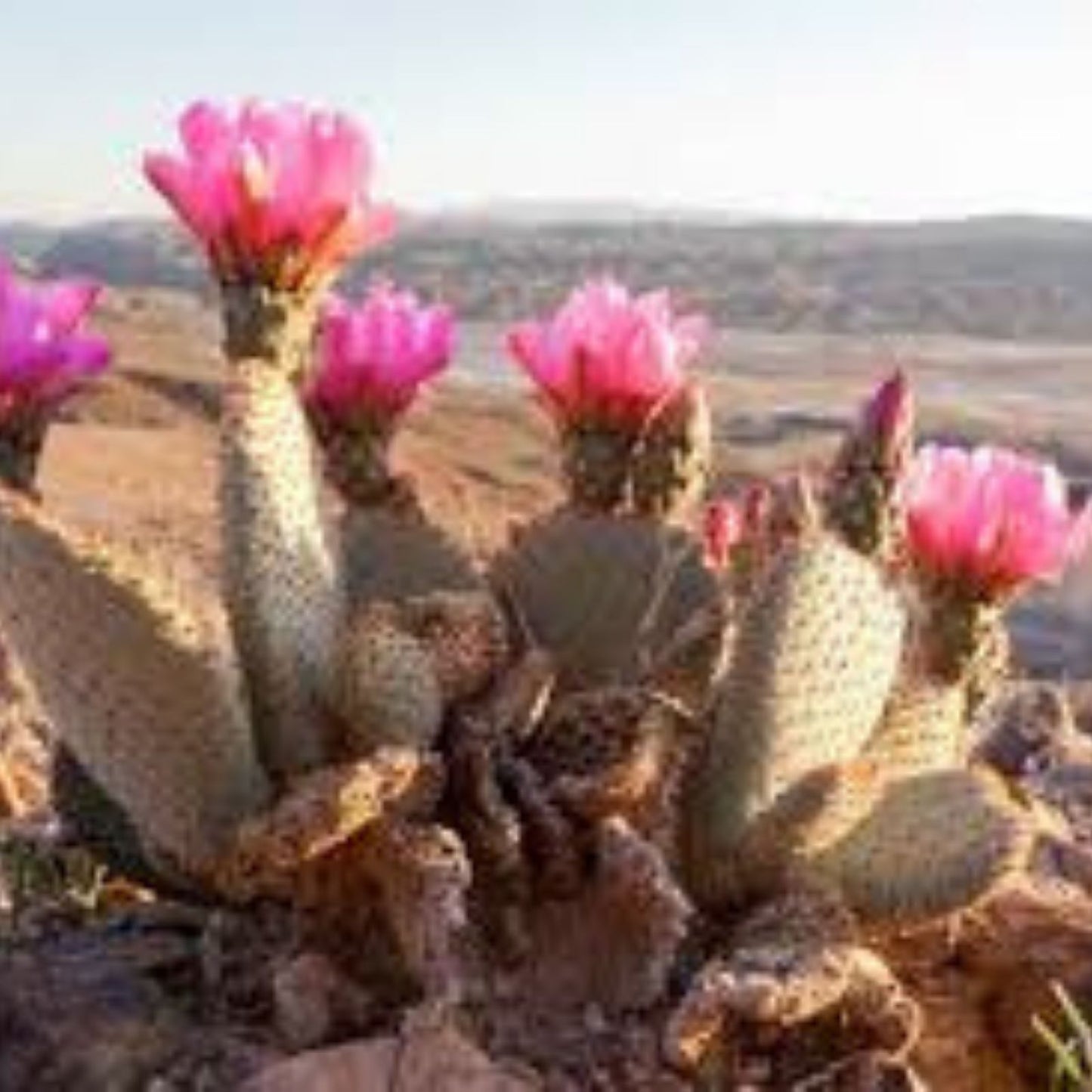 Beavertail Cactus Plant 7.5" Opuntia basilaris Succulent Desert Plant, Drought Tolerant, Easy Care, Unique Succulent Gift